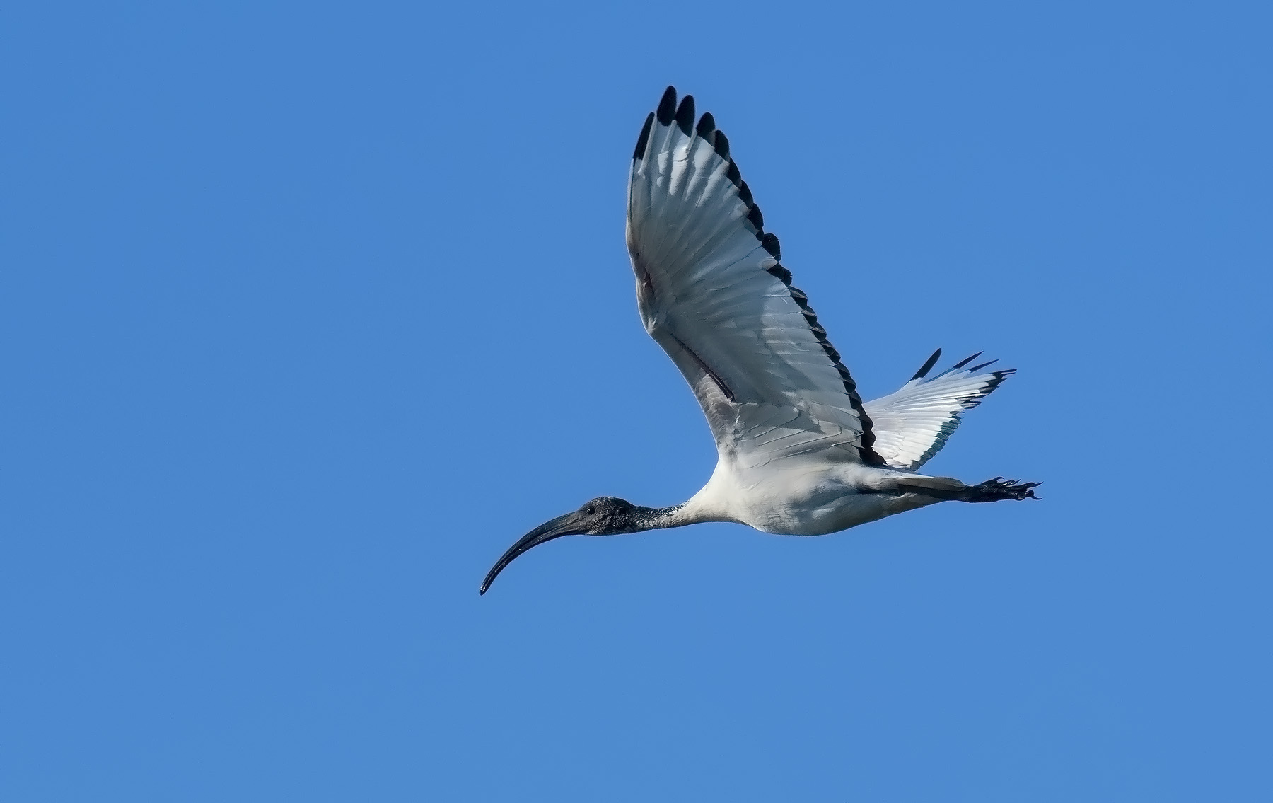 Sacred Ibis