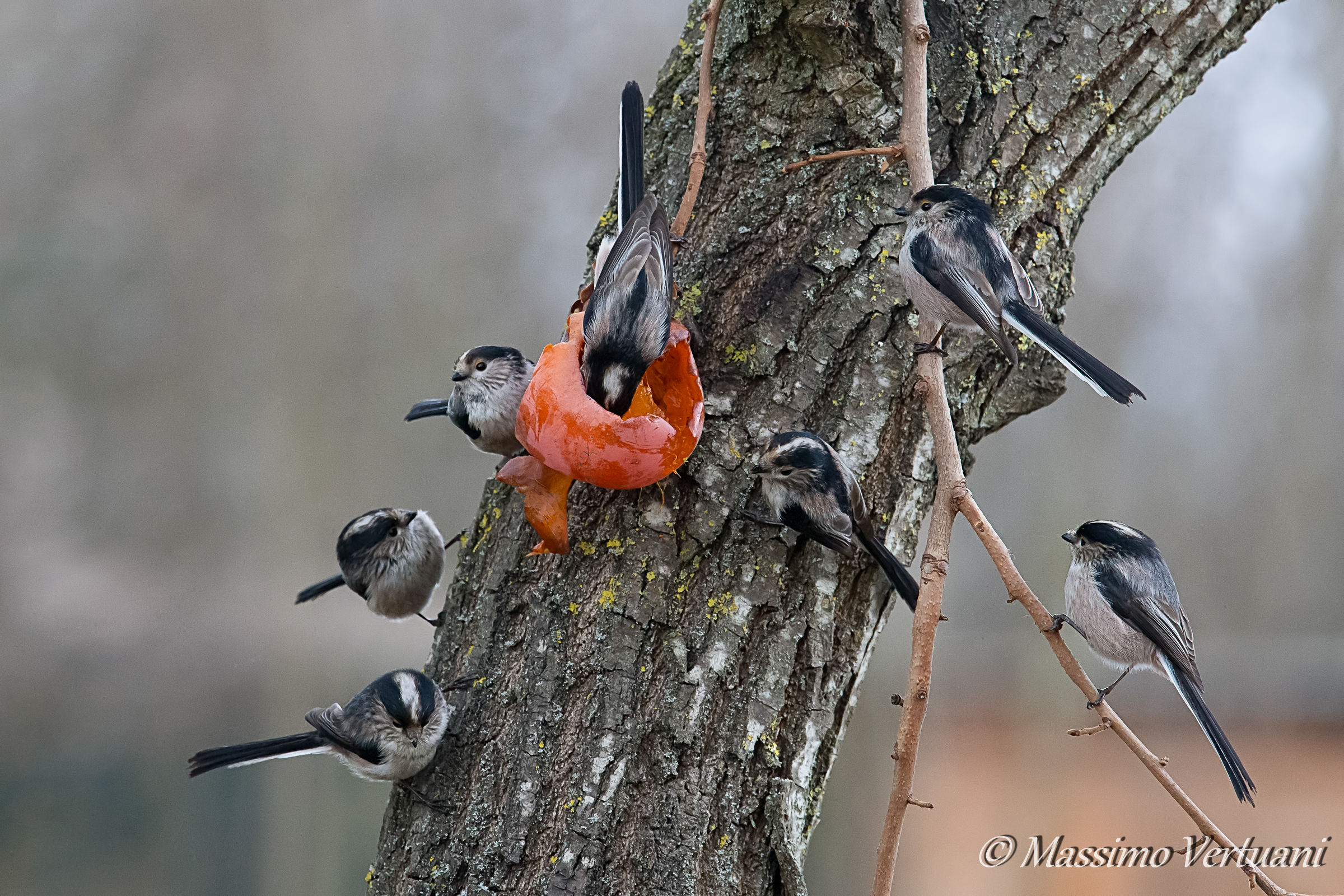 L'attesa!!!! ( Codibugnoli )