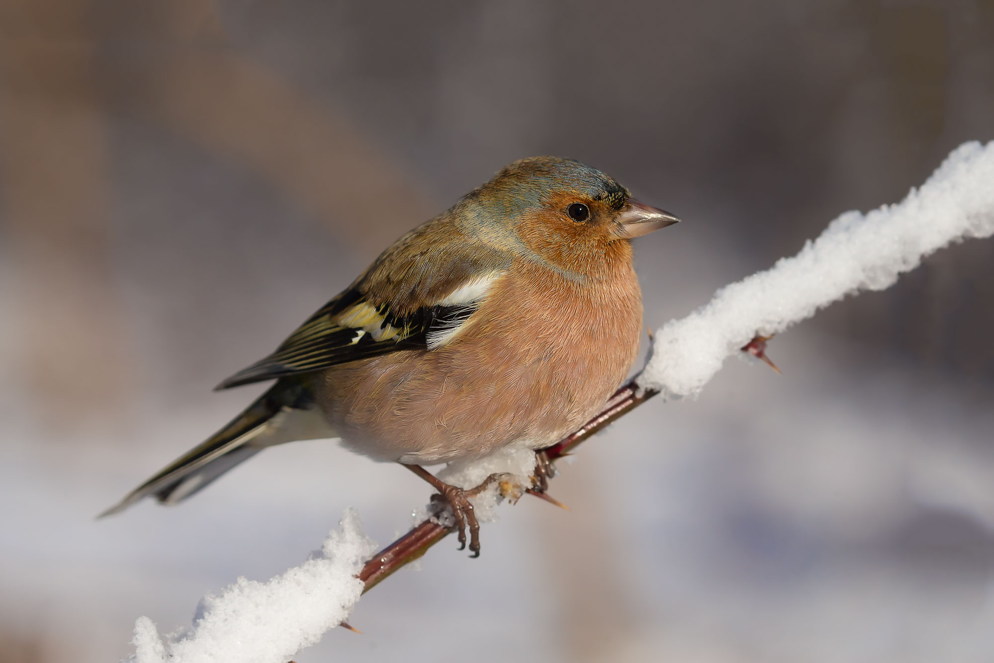 Chaffinch