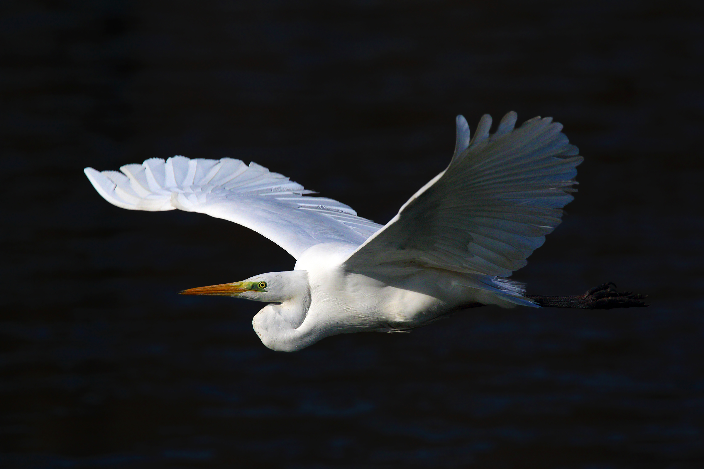 Airone bianco maggiore