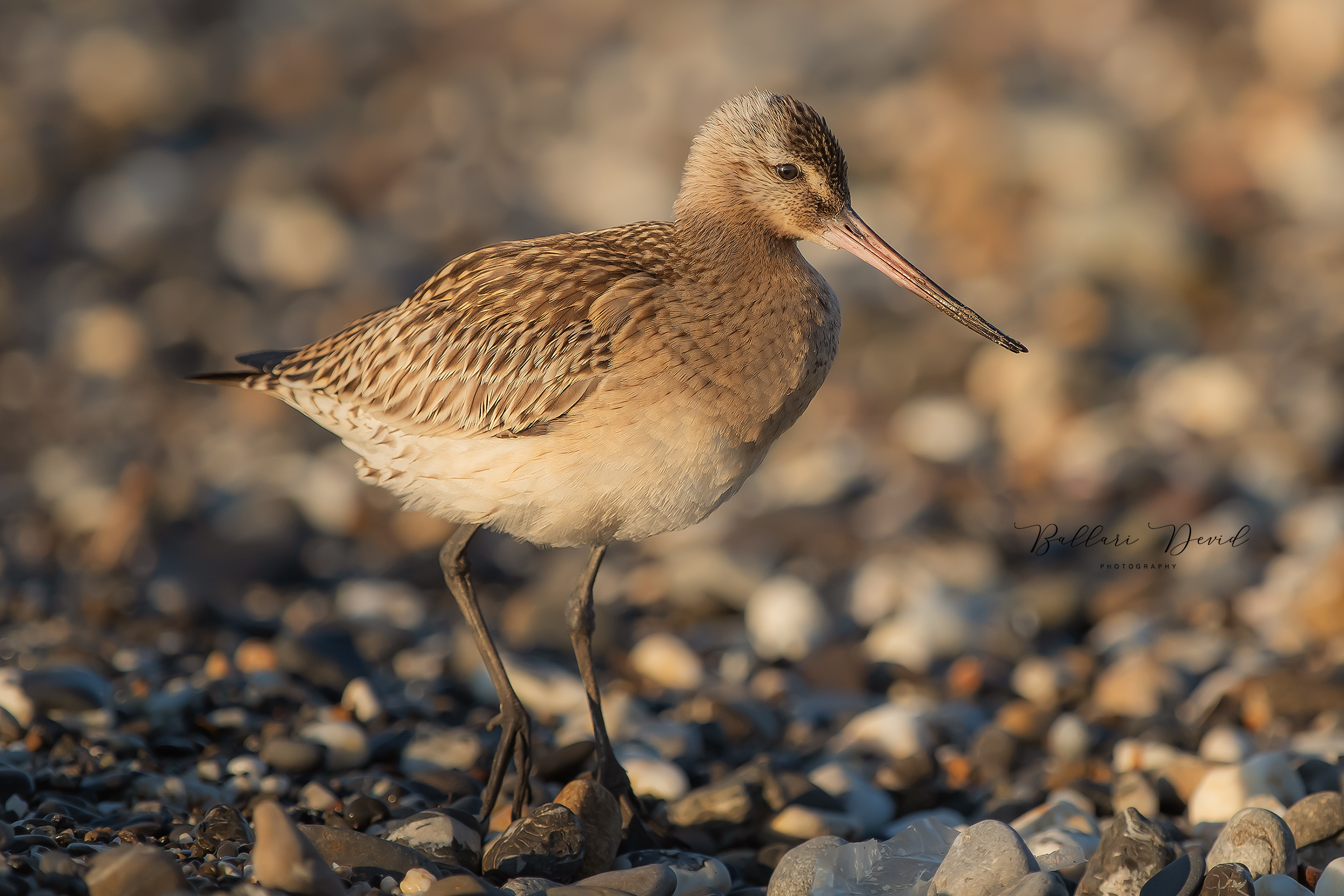 pittima minore alle prime luci