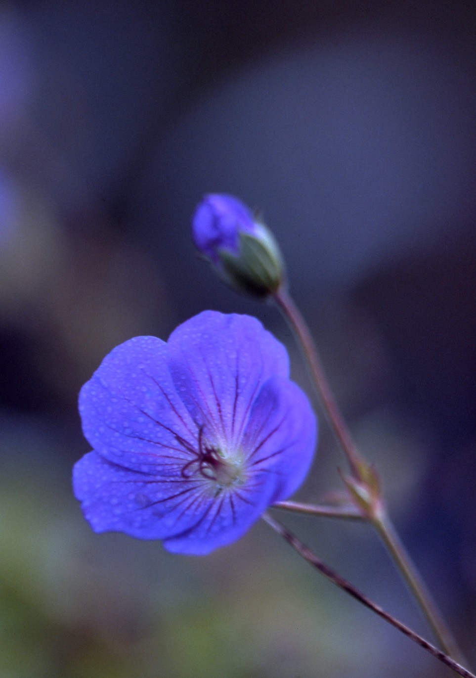 Untitled scanning from Velvia film 100. Without further