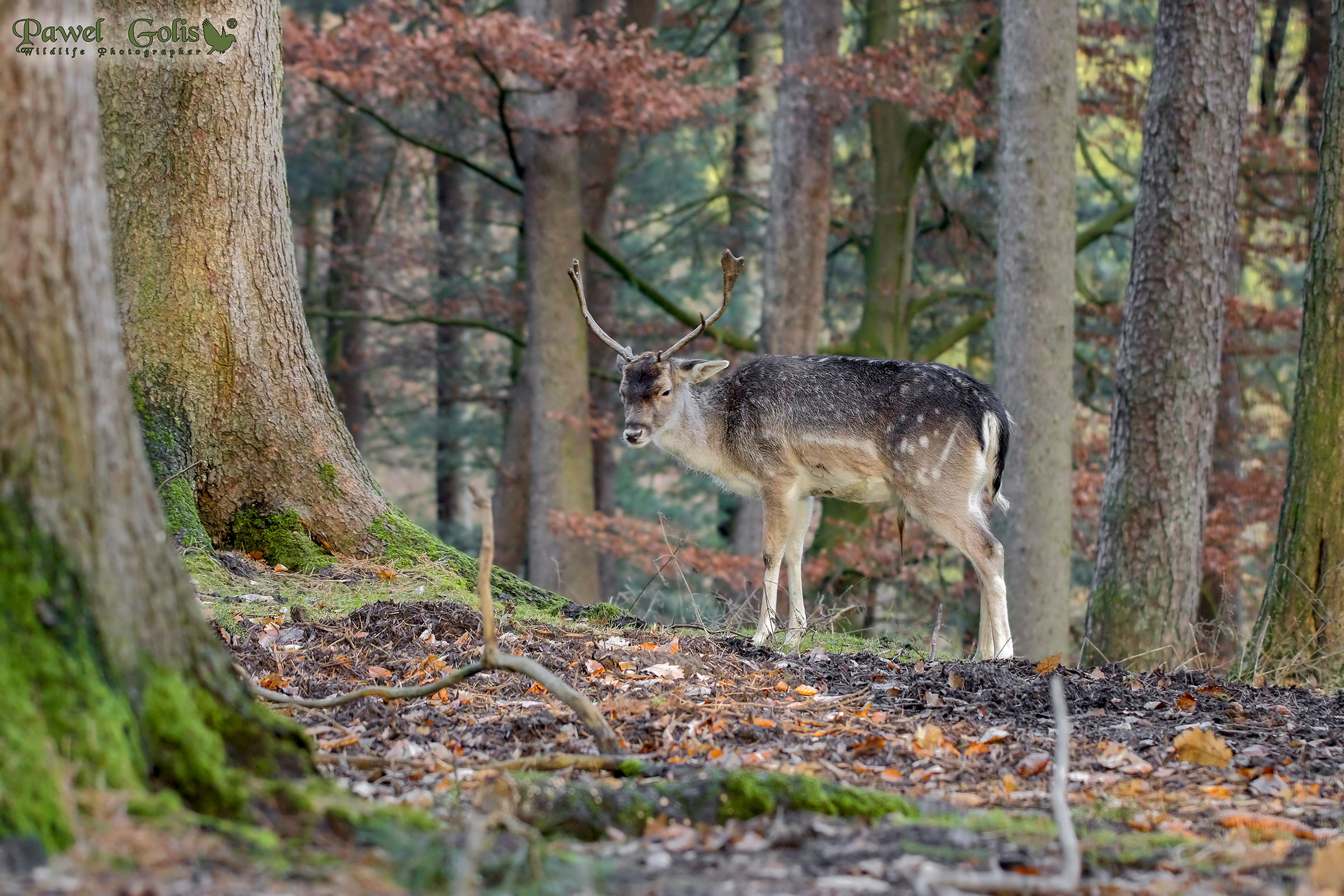 Cervo Fallow (Dama dama)