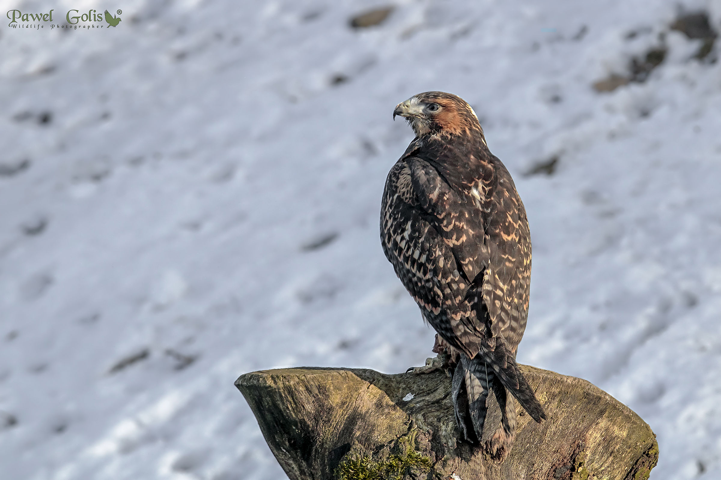 Buzzard comune (Buteo buteo)