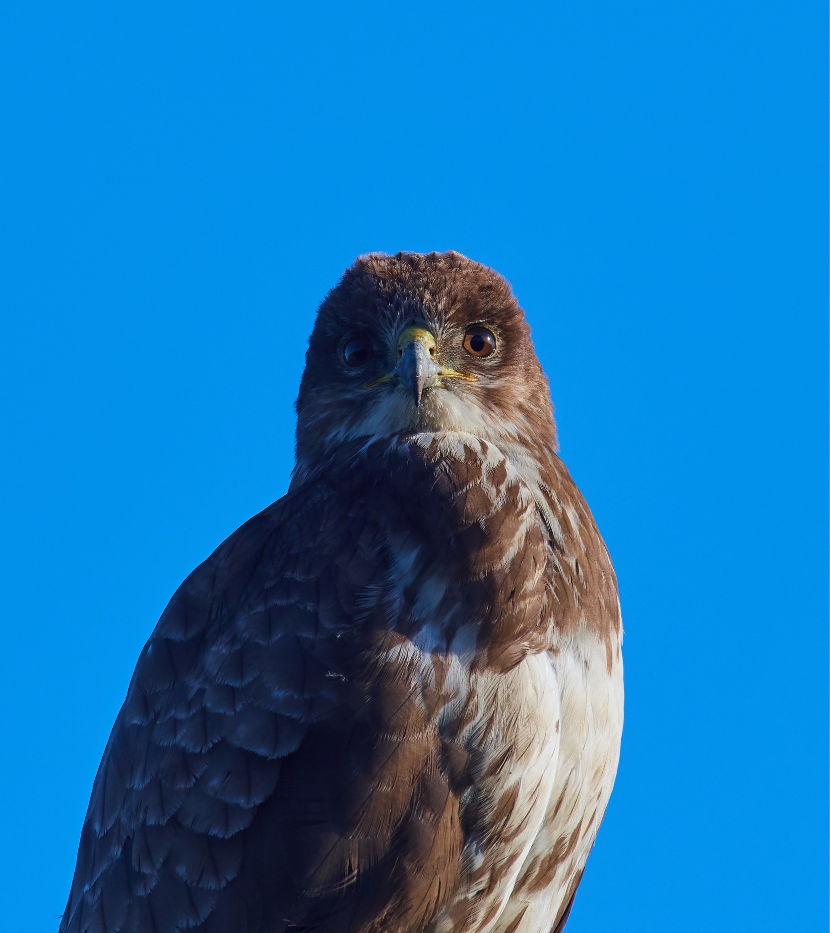 Skyline della natura. Buzzard comune