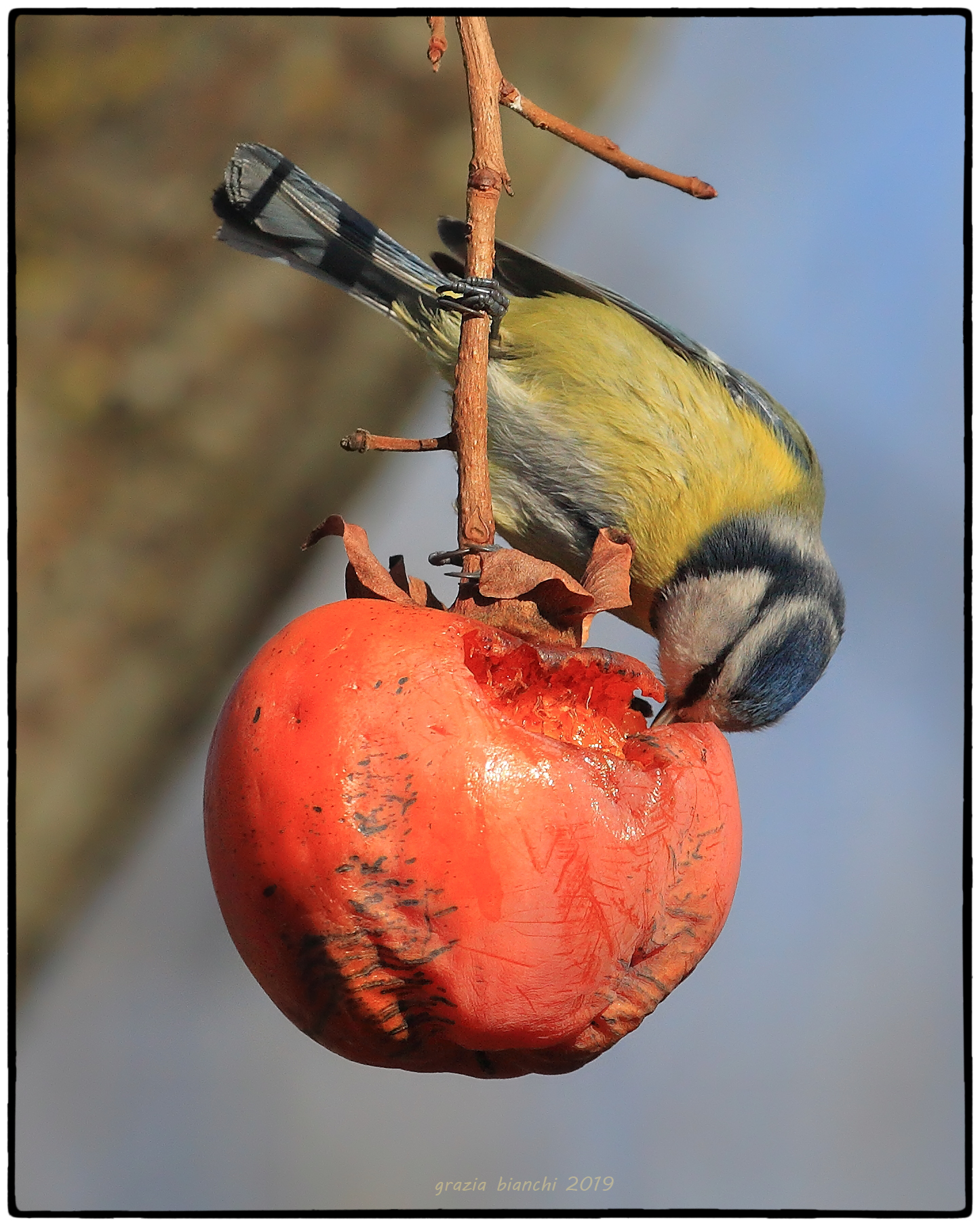 Cinciarella - Parco della Piana