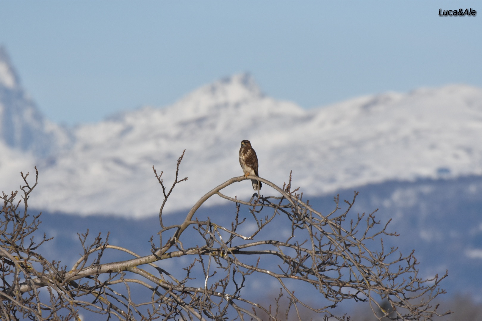 Buzzard with Snowy Mountains
