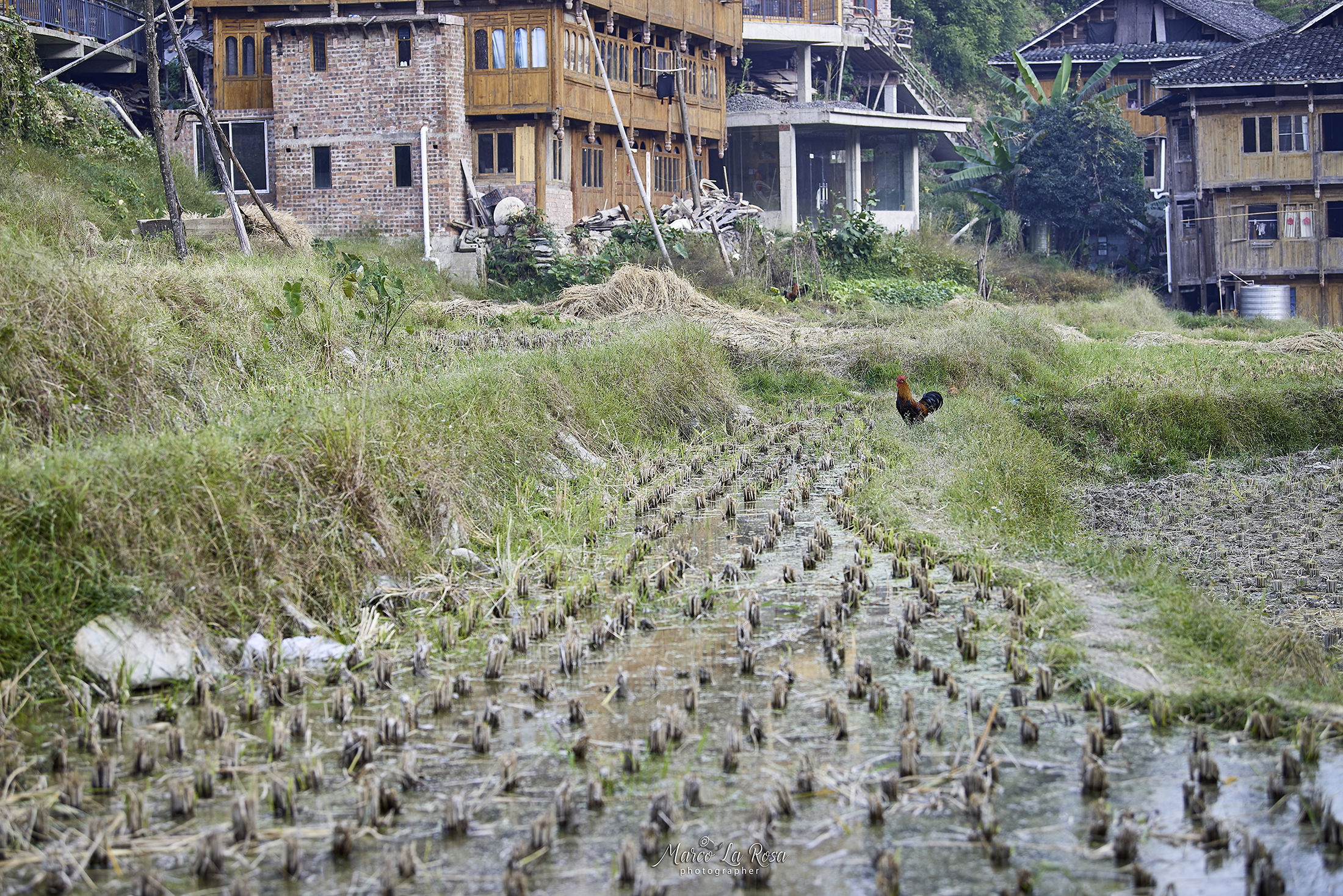 Terraces of Jinkeng..