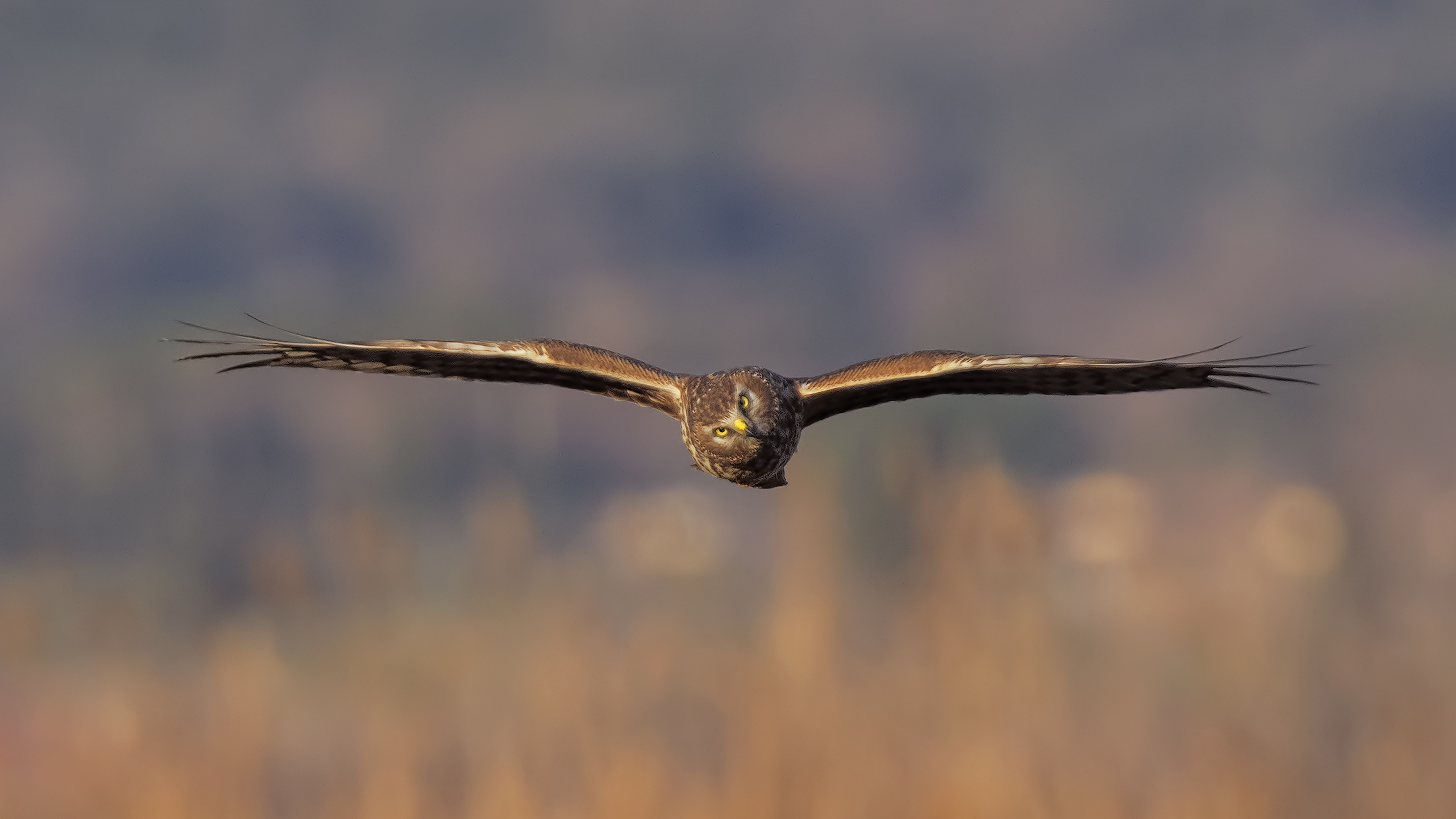 Albanella reale faccia a faccia