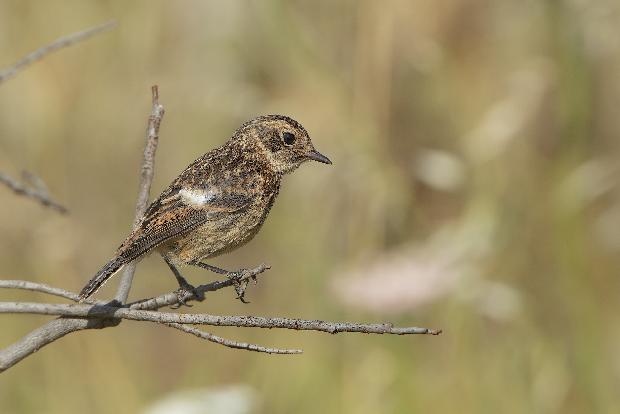 saltimpalo (saxicola torquatus)