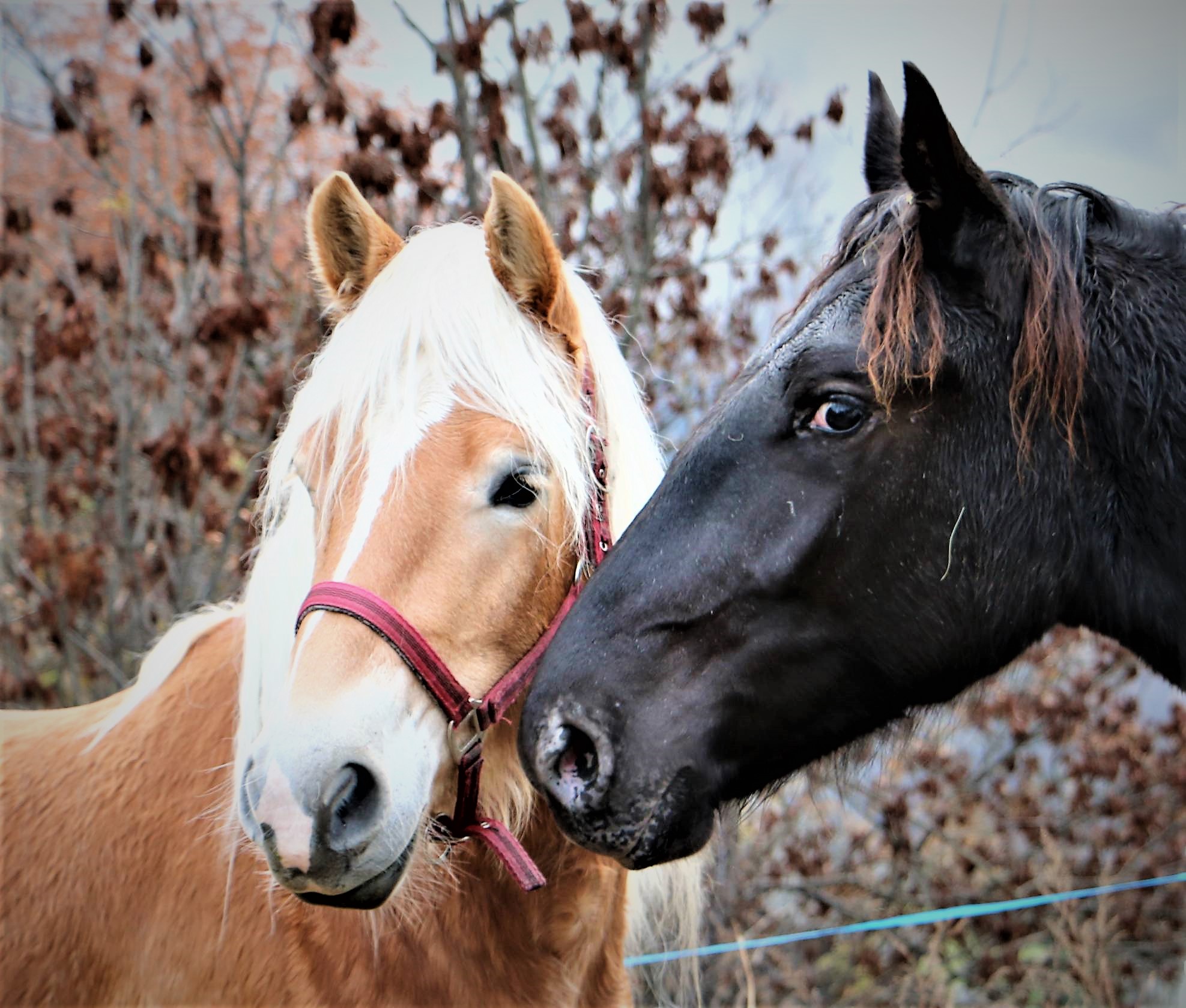 Neighbors.... neighbors....