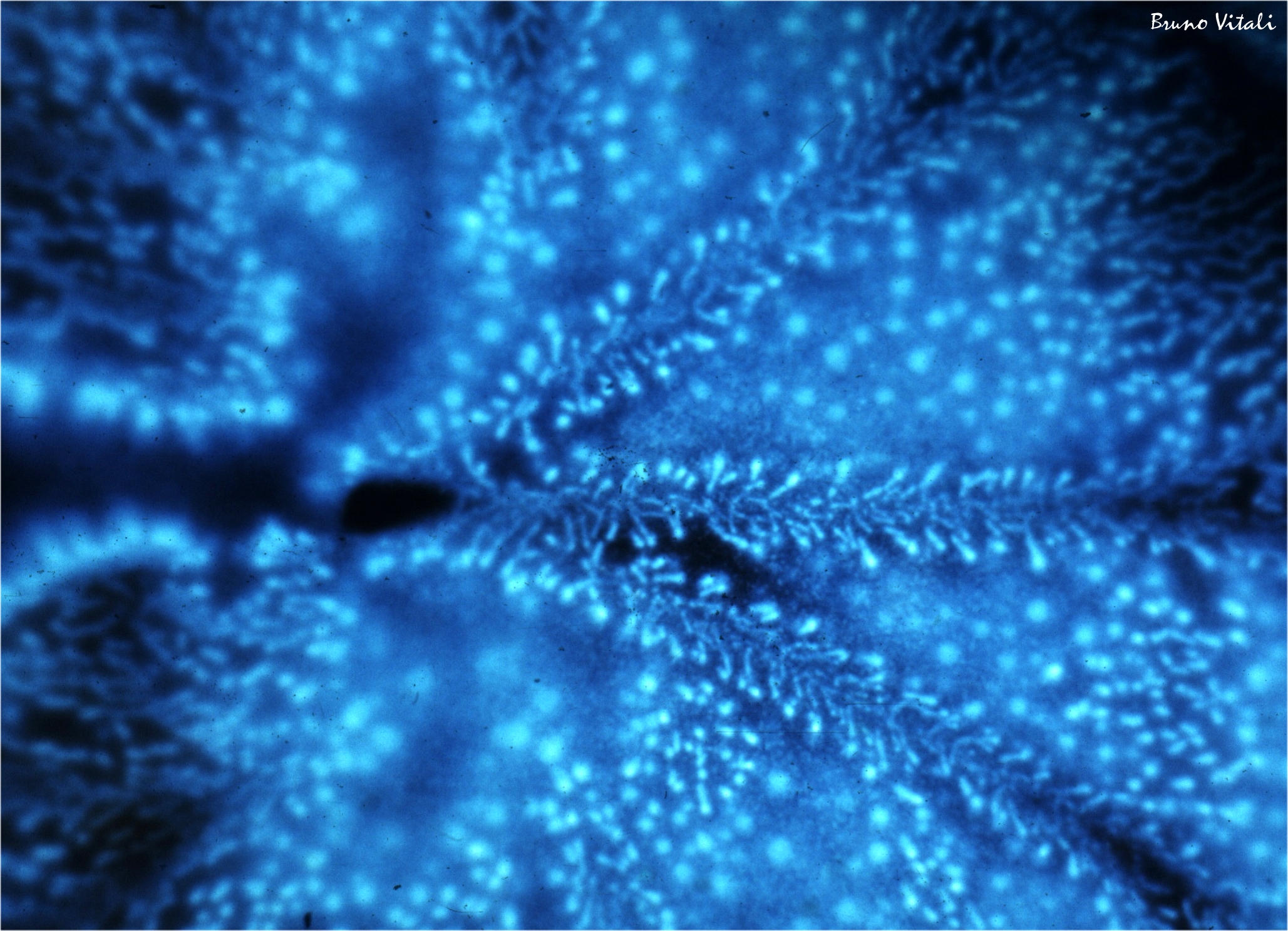 Foglia effetto Kirlian