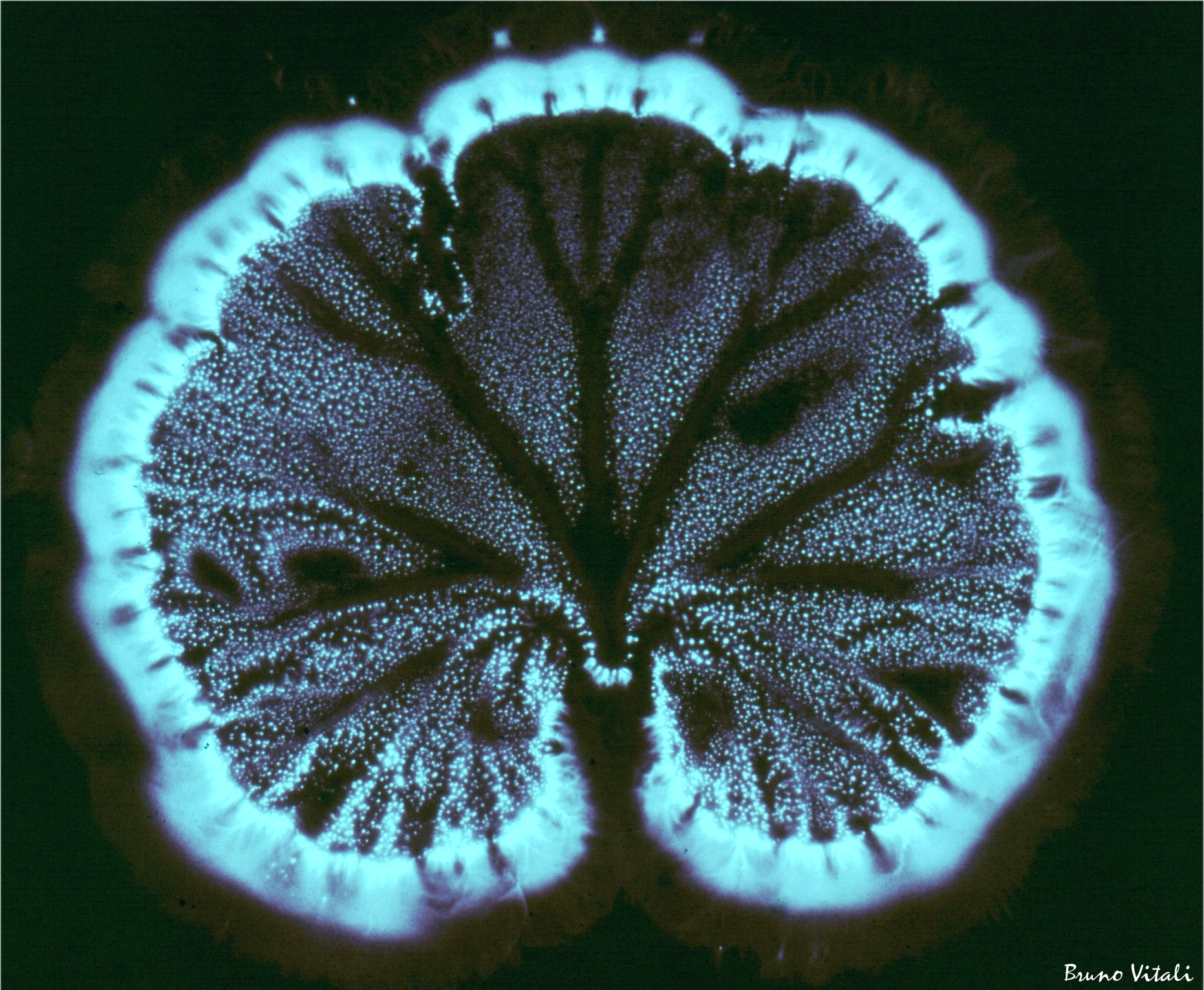 Foglia effetto Kirlian