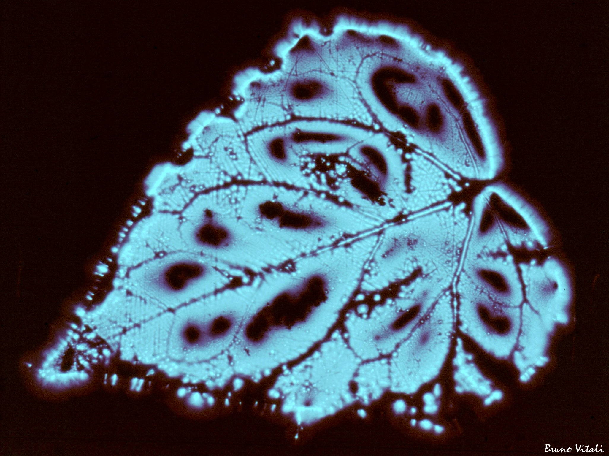 Foglia effetto Kirlian