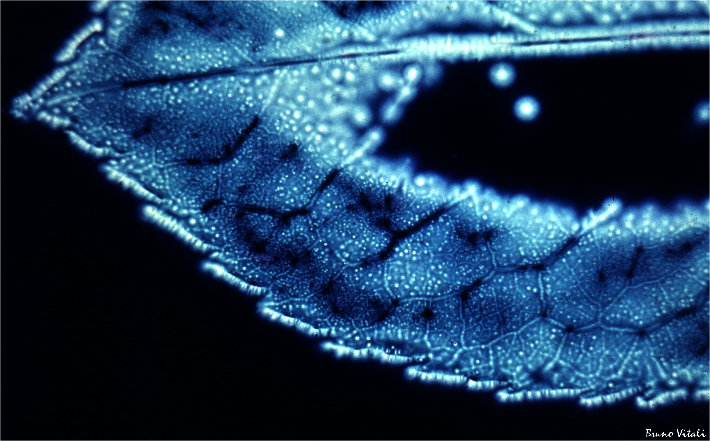 Foglia effetto Kirlian