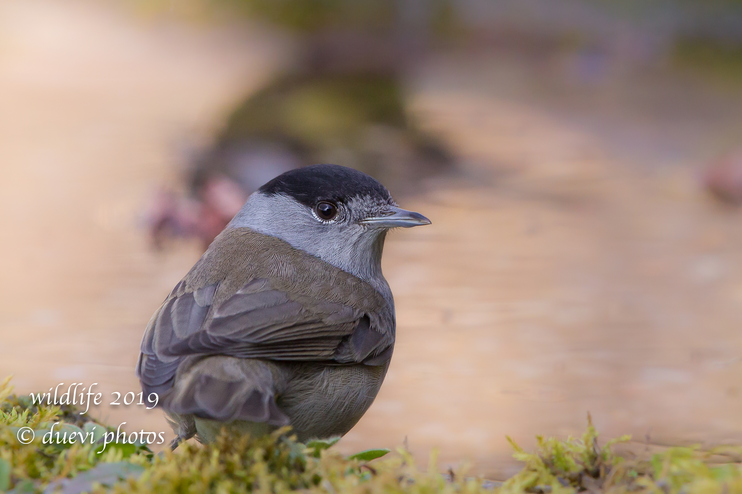 Sylvia atricapilla (Capinera m.)