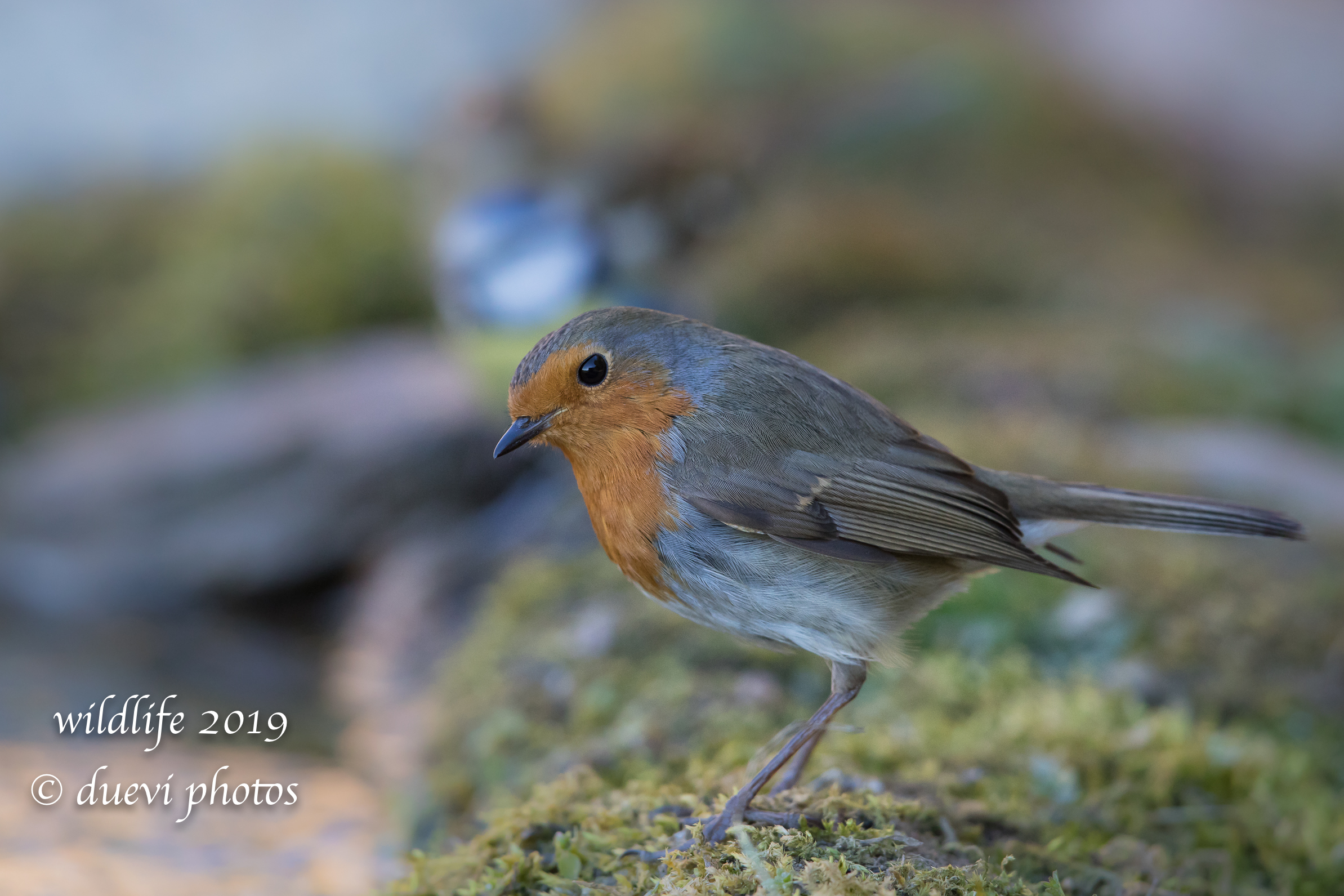Erithacus rubecula