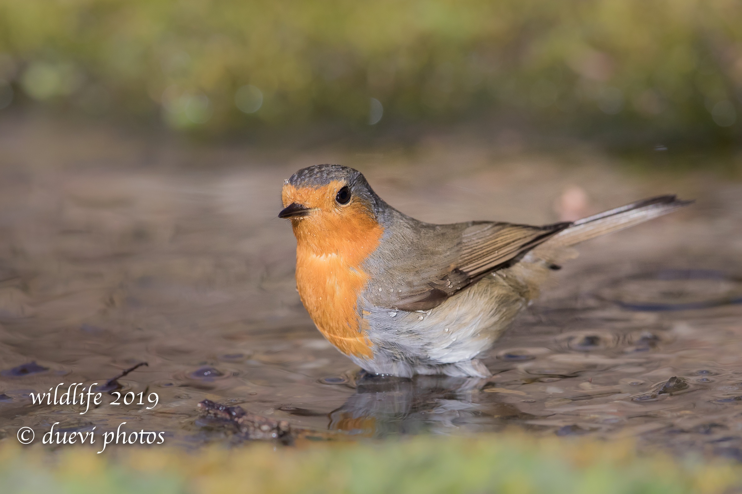 Erithacus rubecula