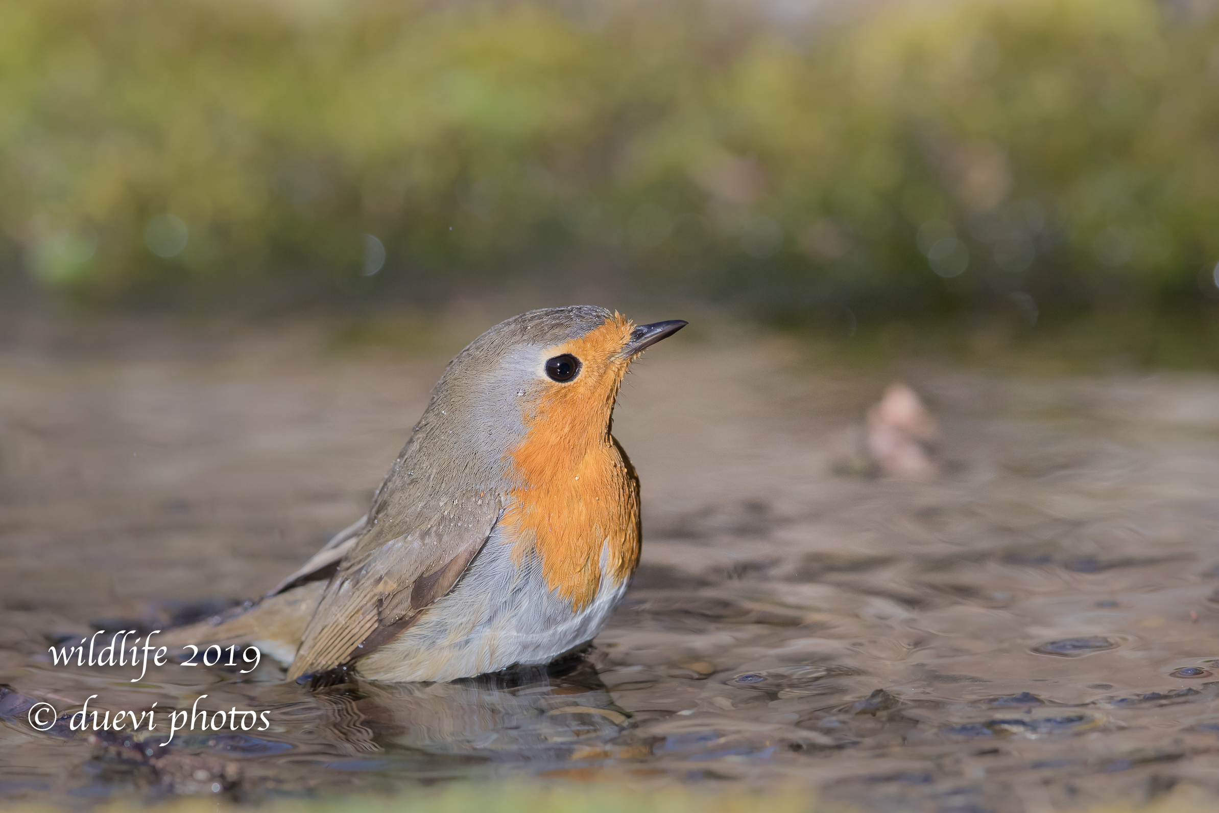 Erithacus rubecula