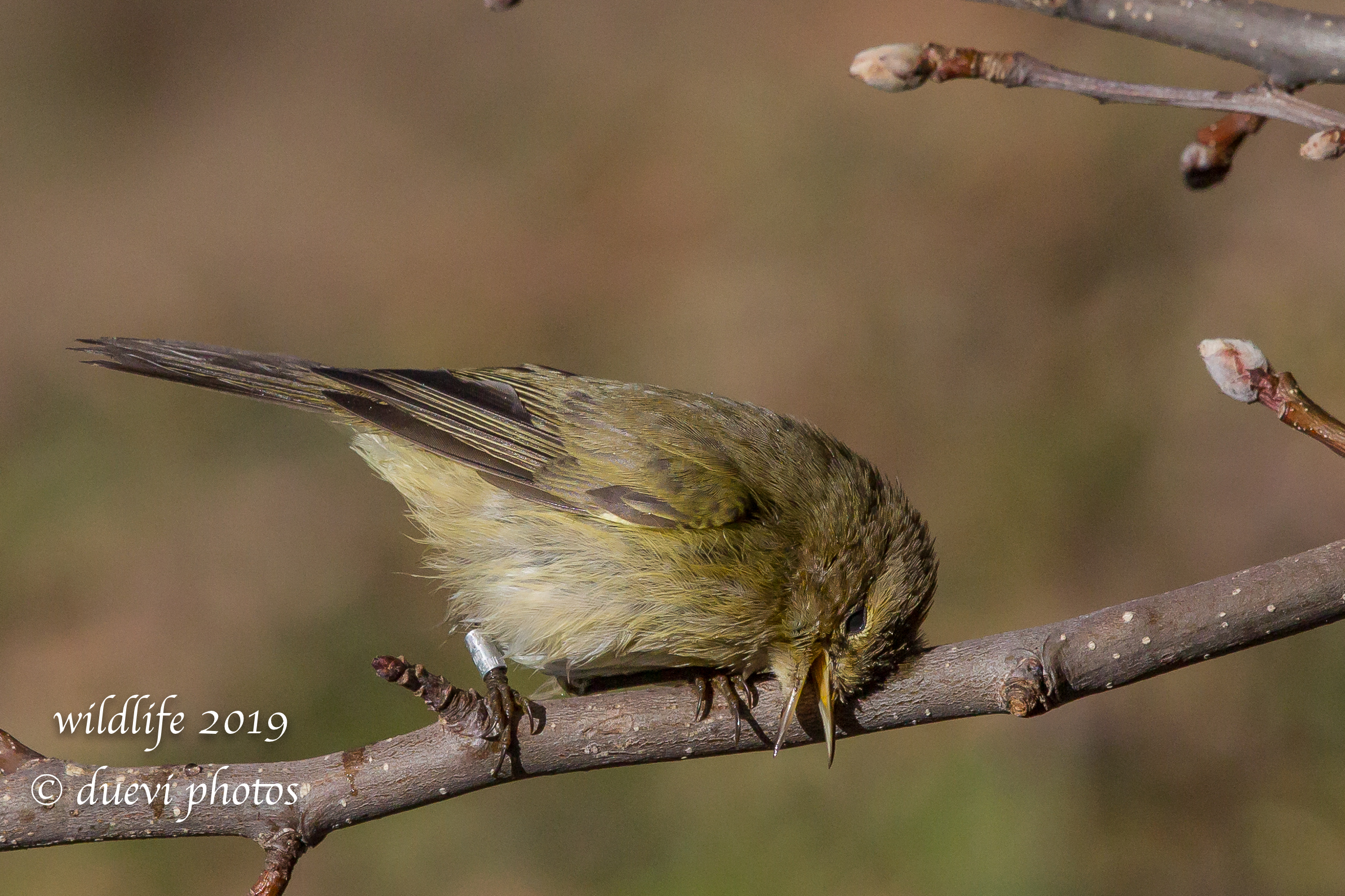 Luì piccolo - Phylloscopus collybita