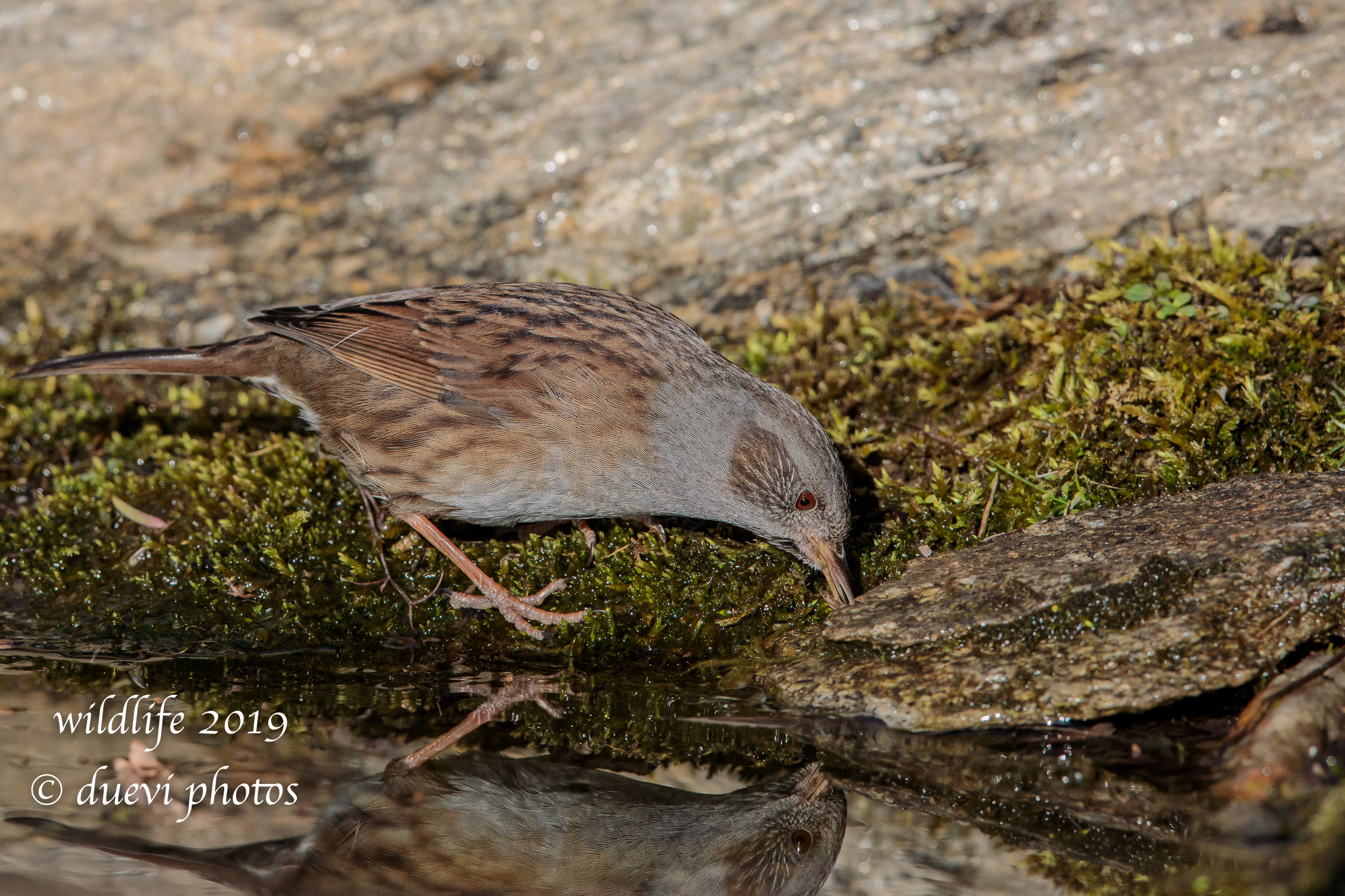 Prunella modularis (Passera scopaiola)