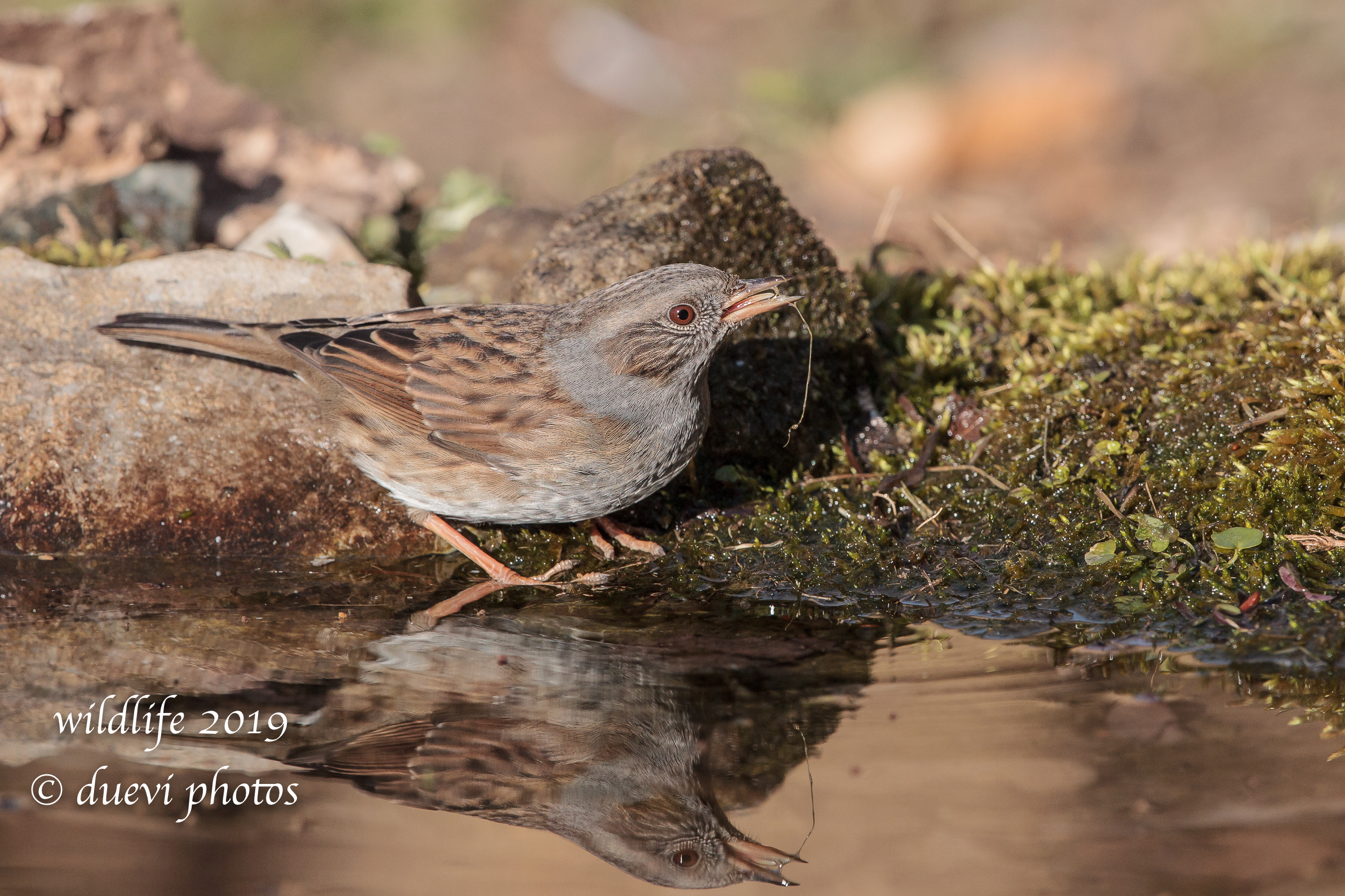 Prunella modularis (Passera scopaiola)