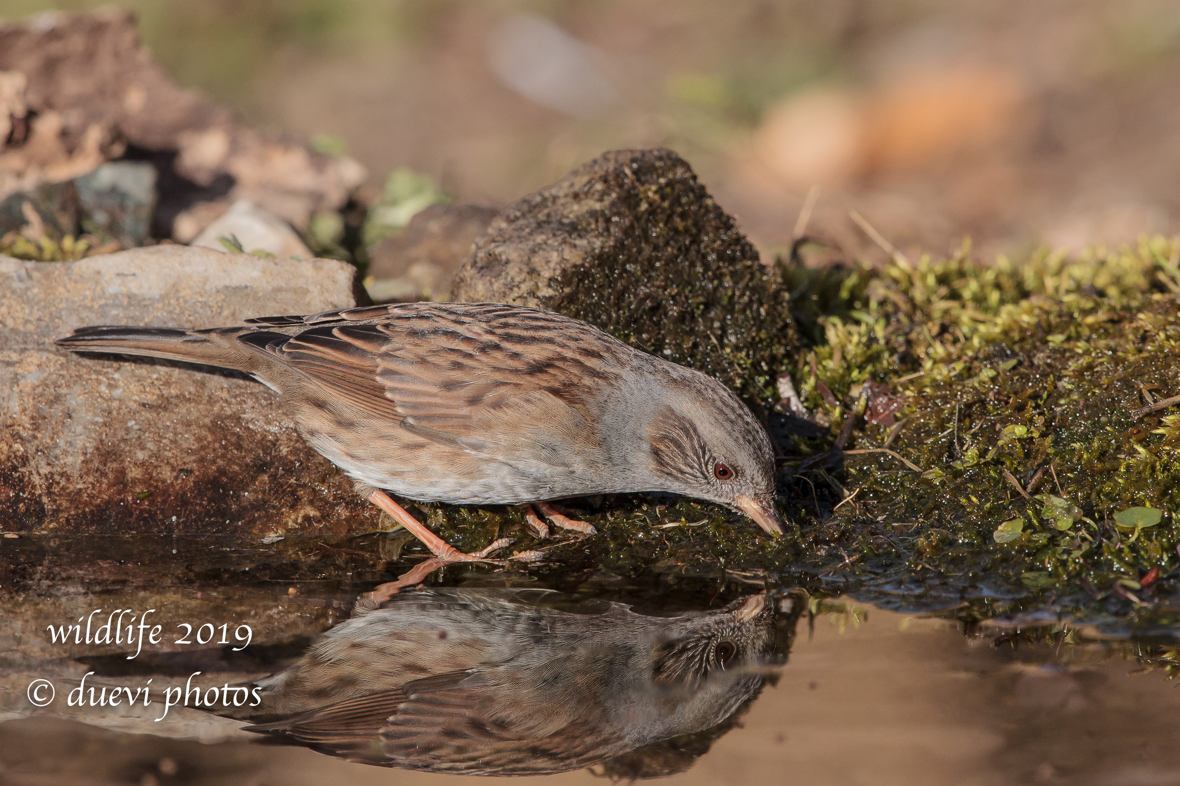Prunella modularis (Passera scopaiola)