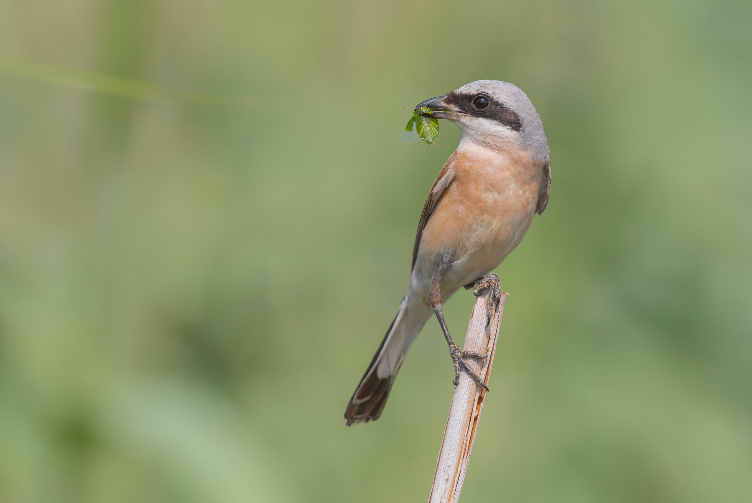 rosso sostenuto Shrike