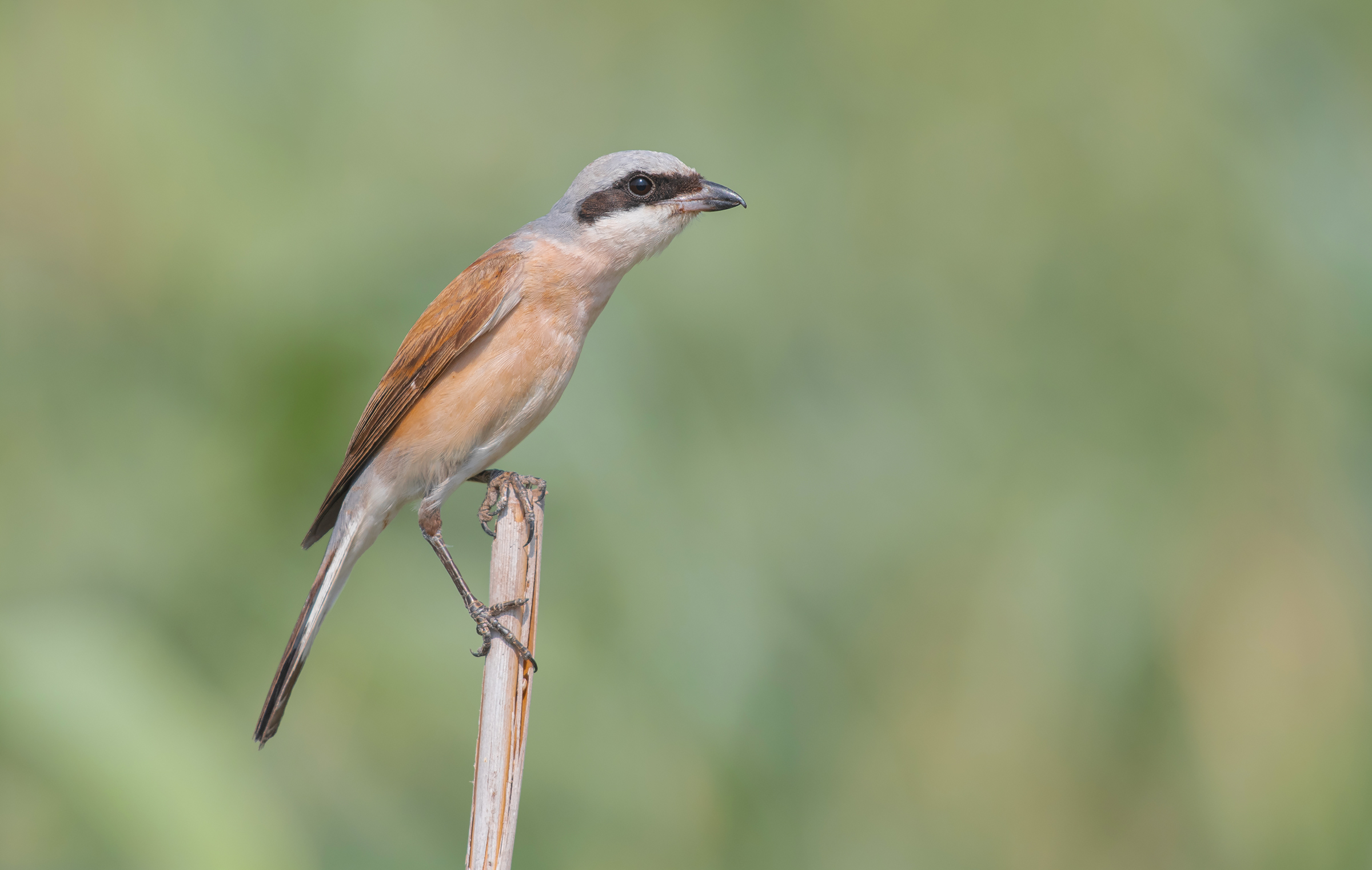 rosso sostenuto Shrike