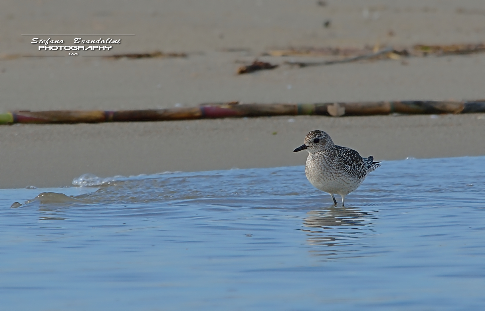 Pluvialis Squatarola (Pivieressa)