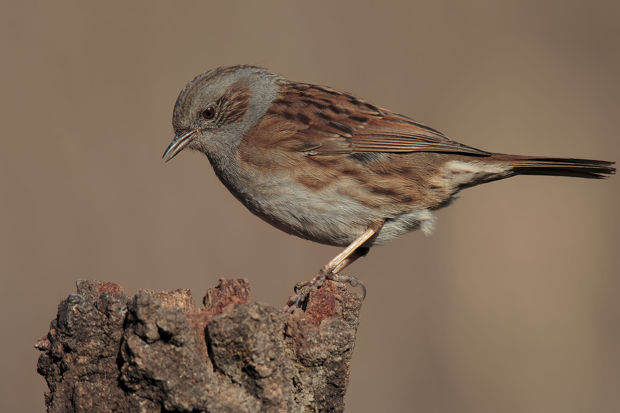 Passera Dunnock