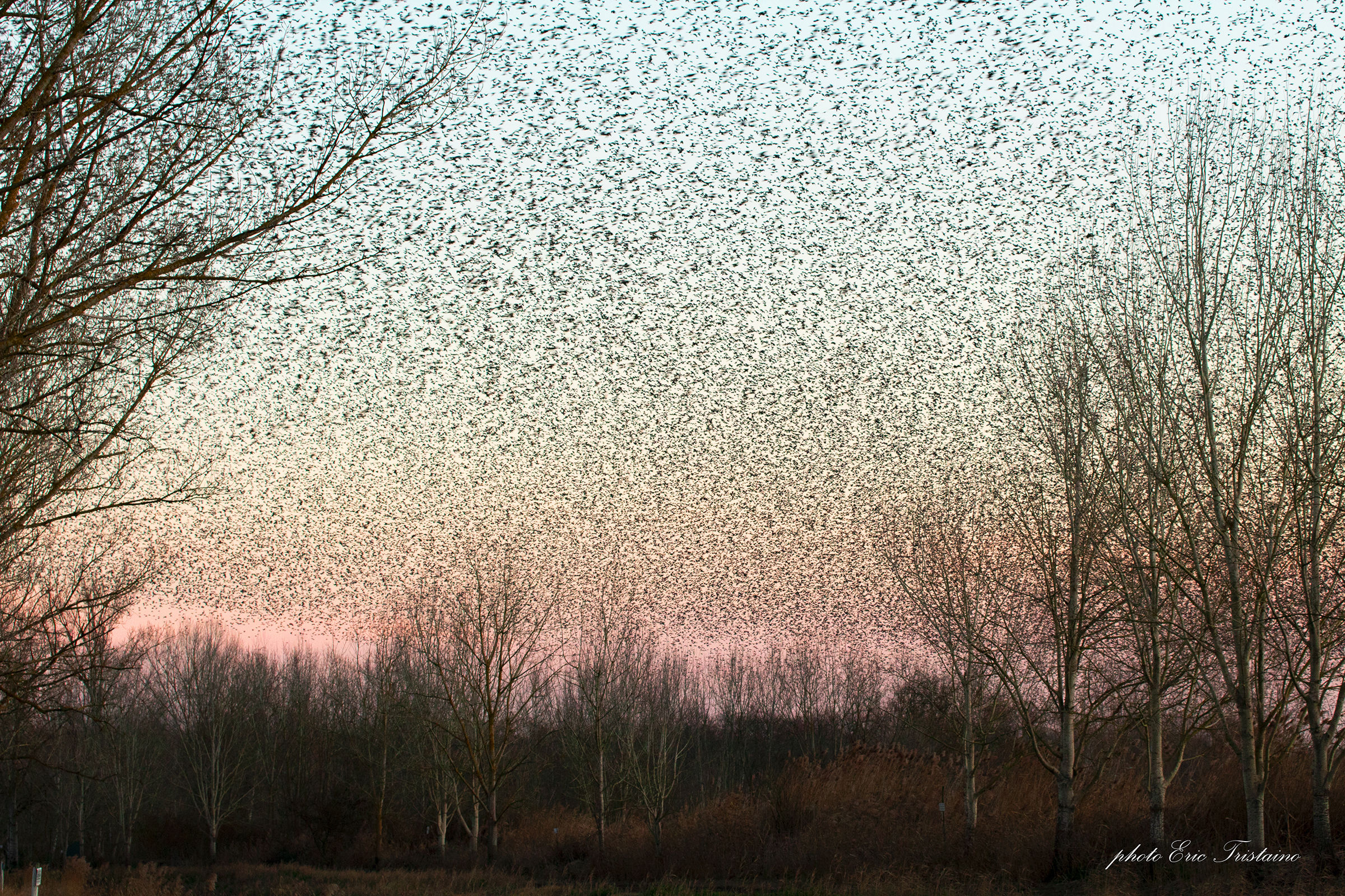 The dance of the flocks