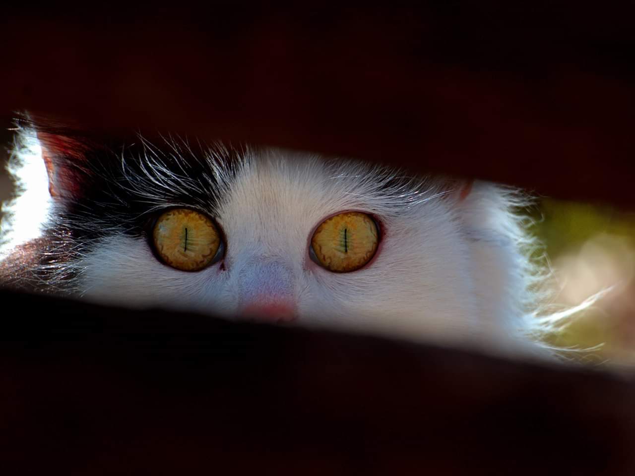 "Voyeur" The Peunder