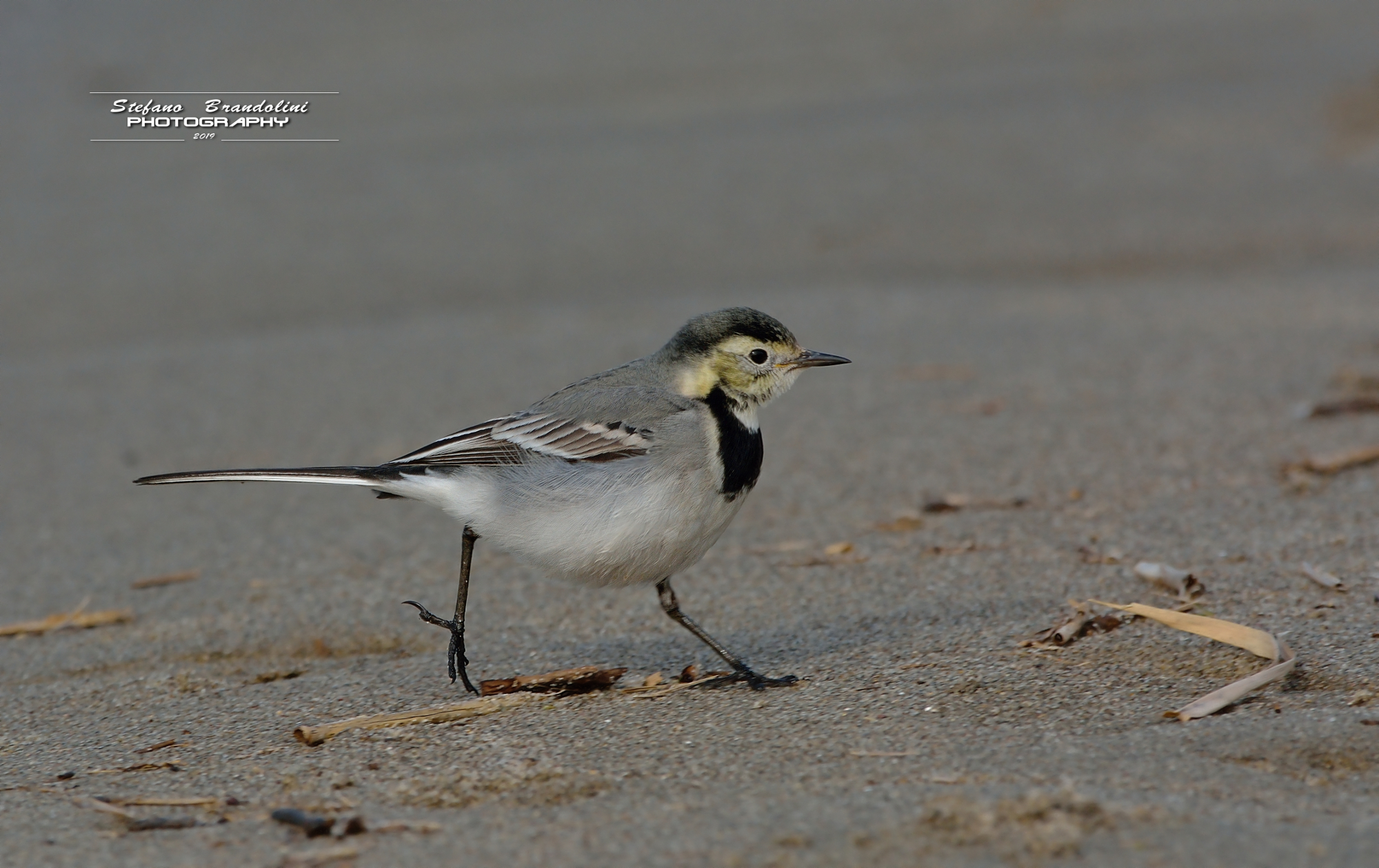 Motacilla alba (white Ballerina)