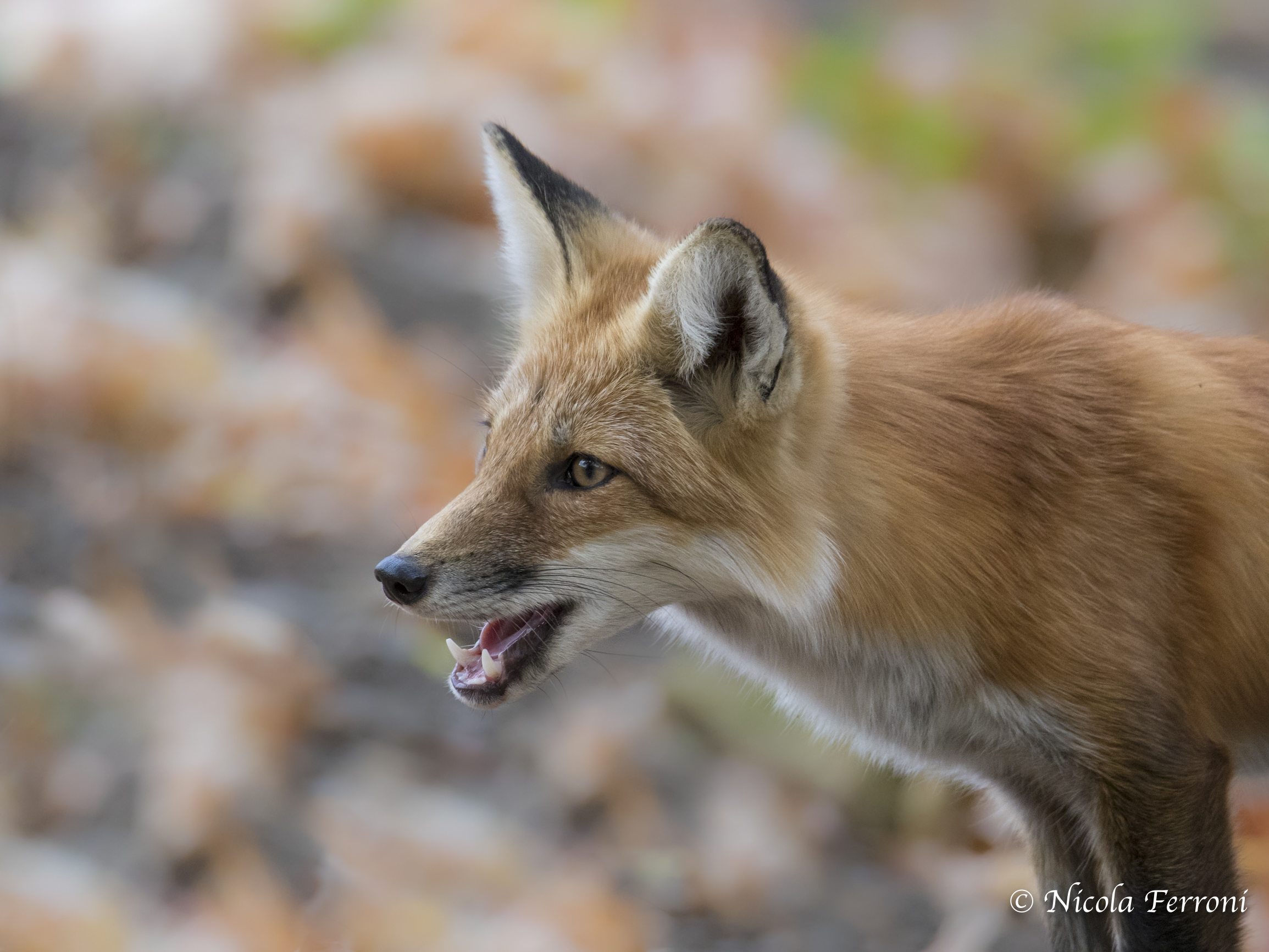 Volpe Canadese a Caccia