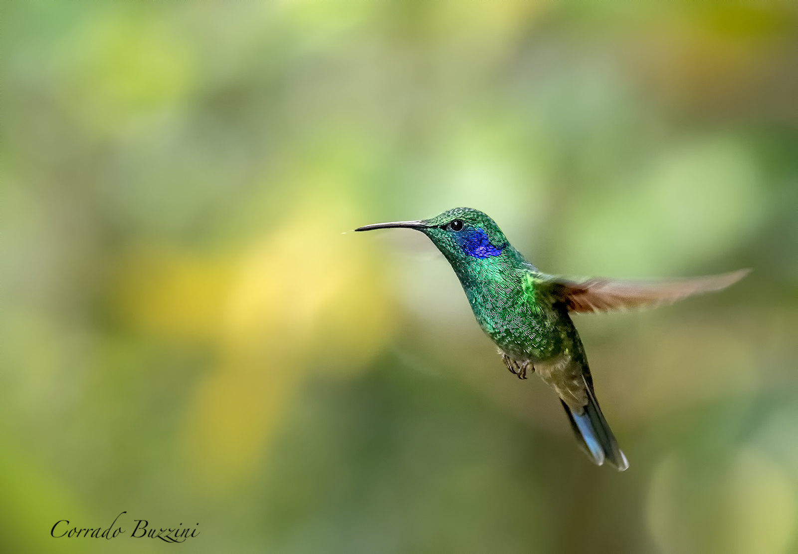 Hummingbird