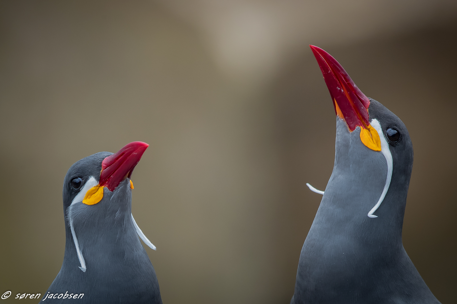 Inca Terns!