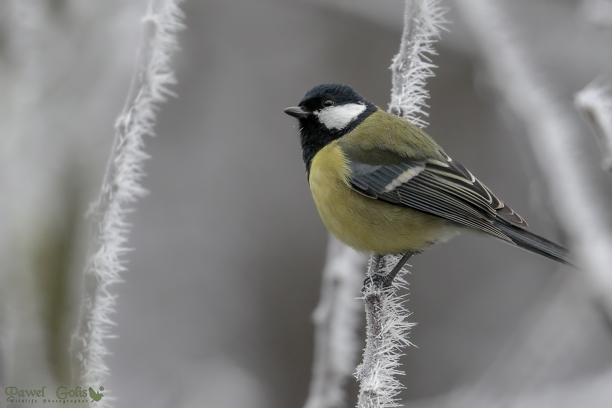 Grande tetta (Parus major)