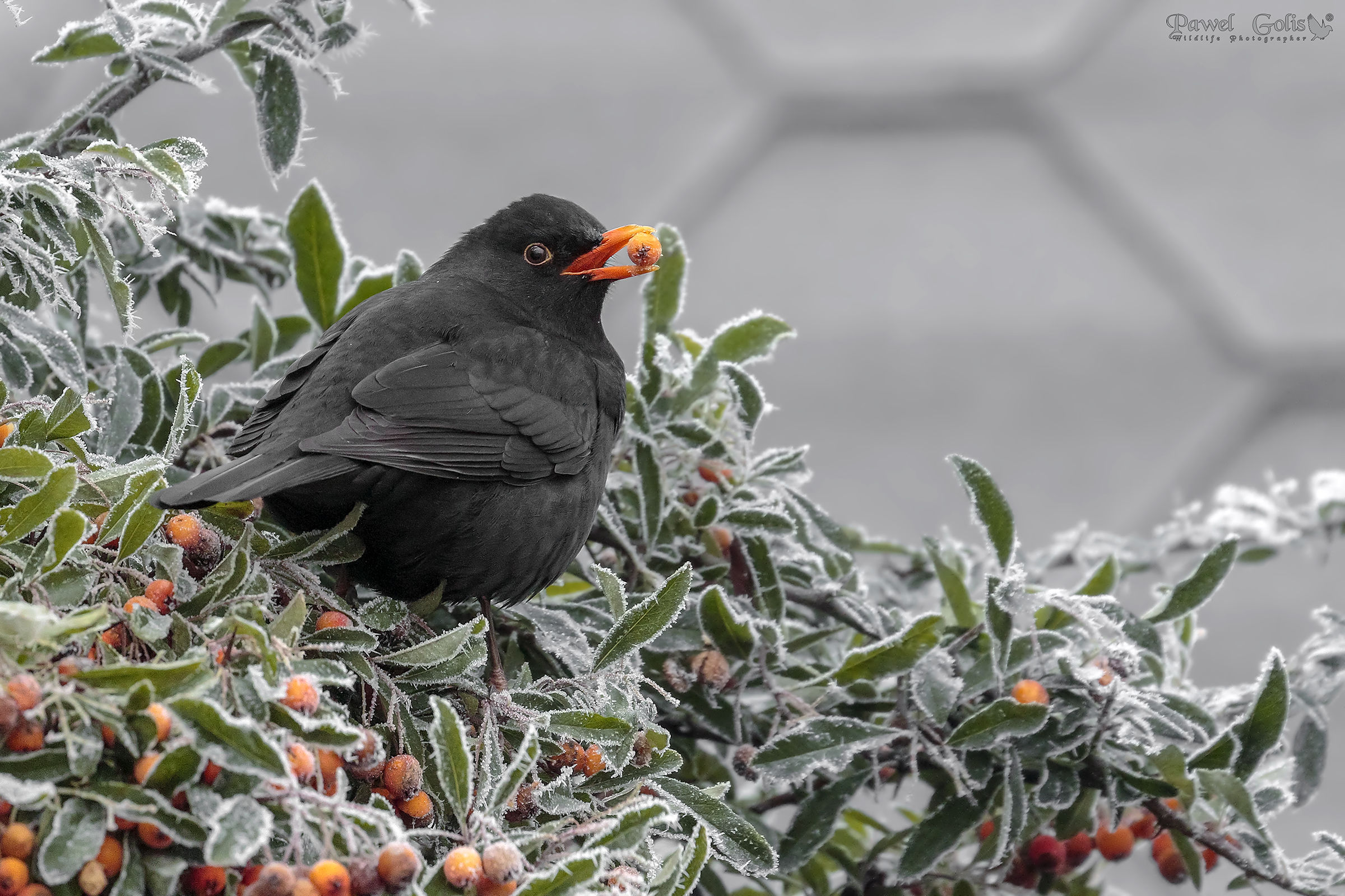Blackbird comune invernale (Turdus merula)
