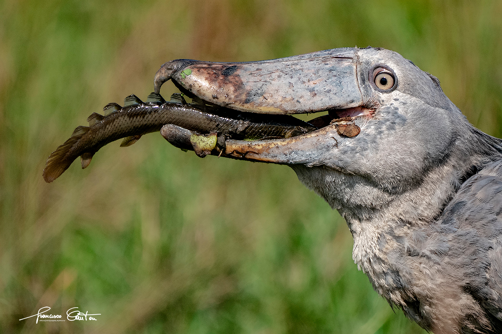 Becco a scarpa Shoebill stork