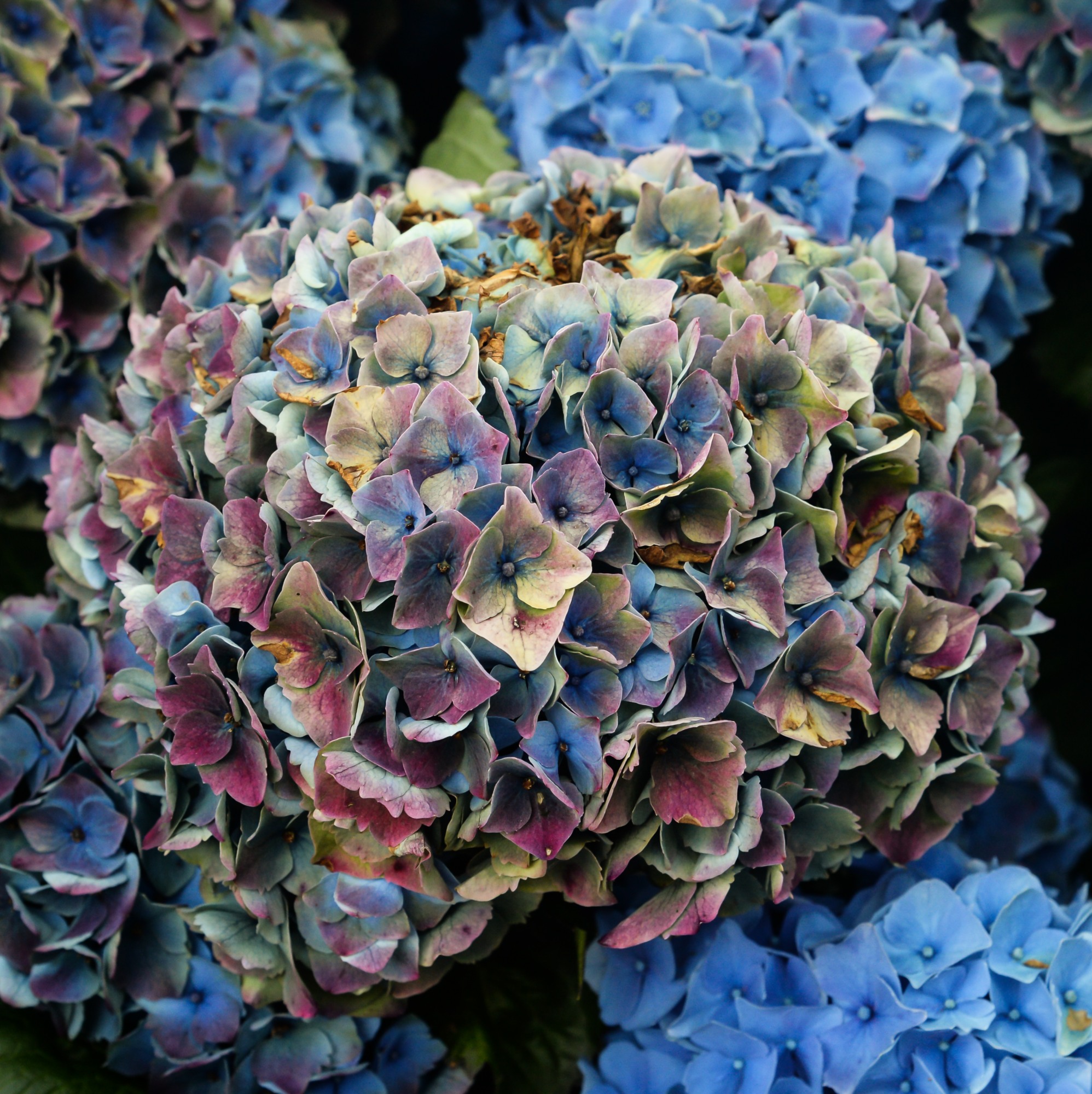 Hydrangea arborescens
