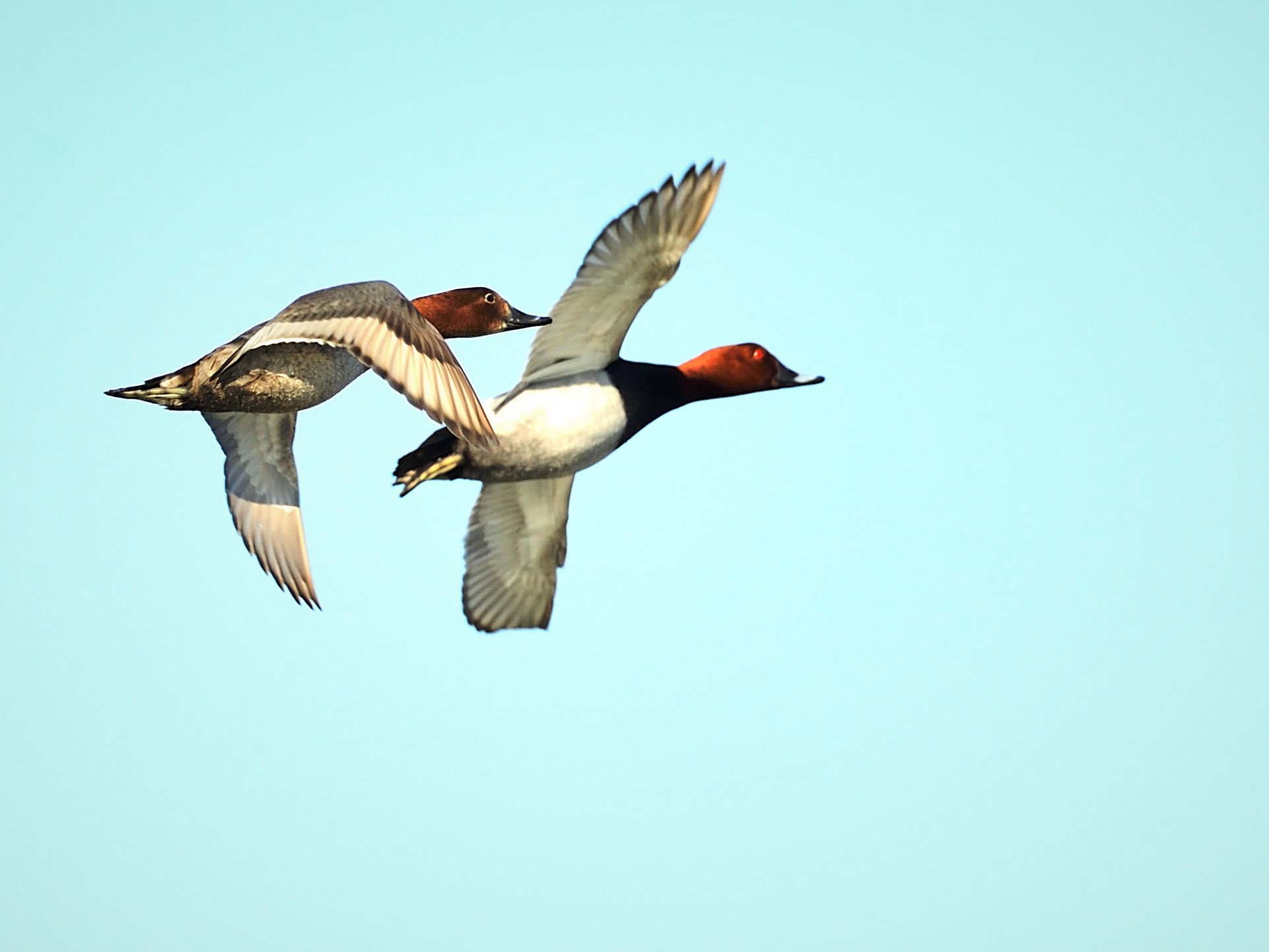 Pair of Pochards