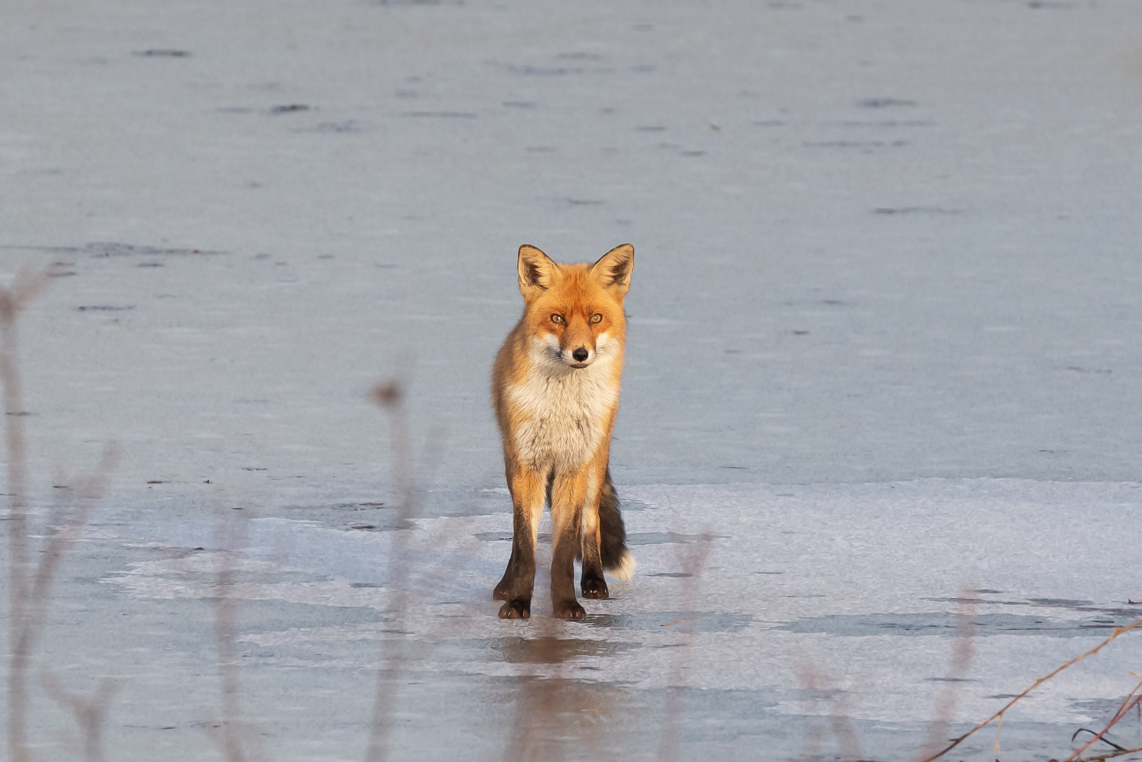 Un incontro inaspettato...