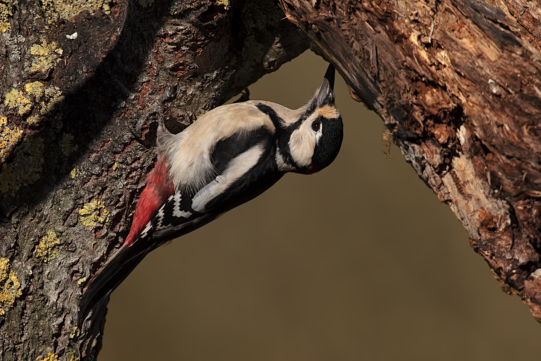 Pose unusual woodpecker
