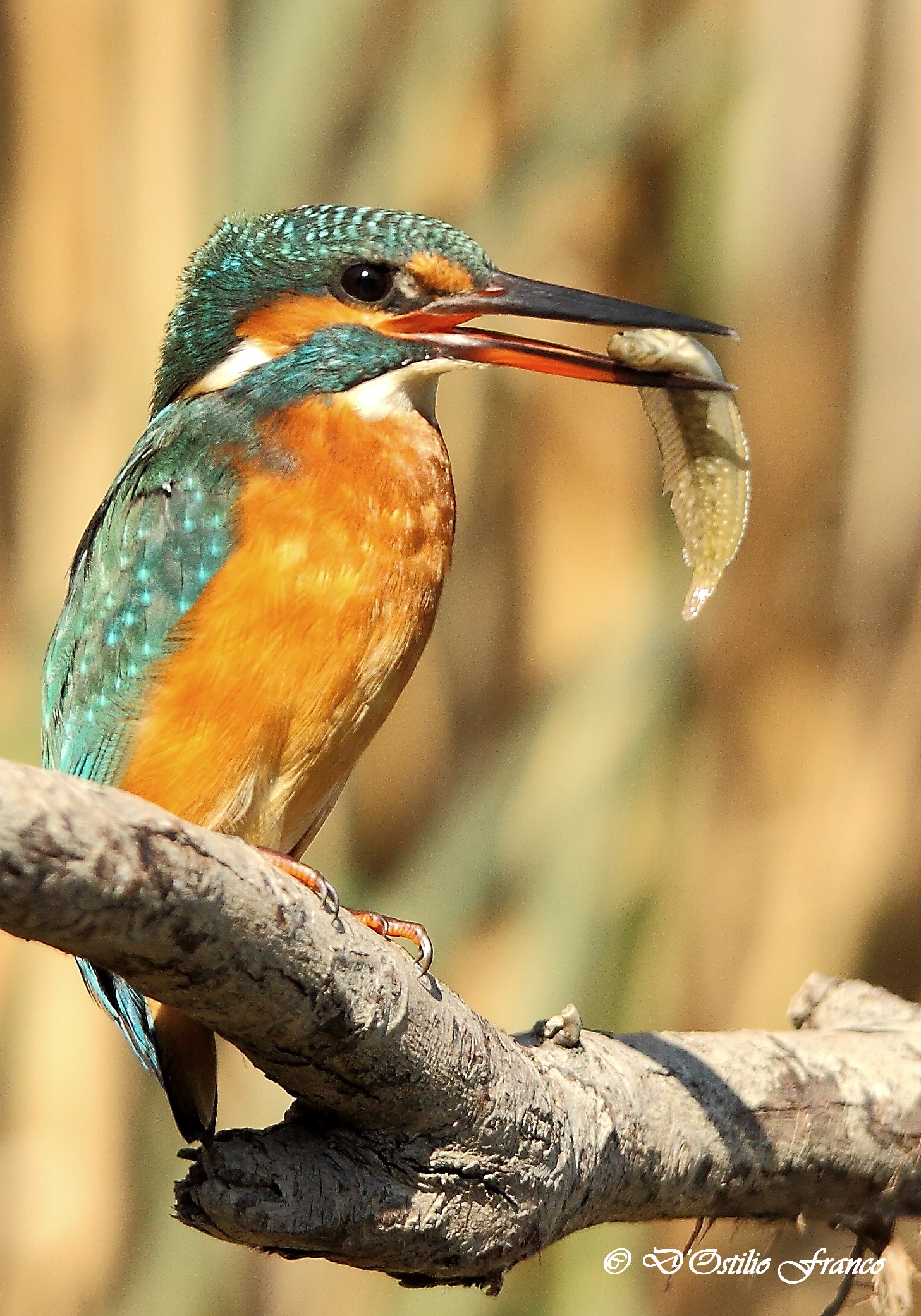 Kingfisher with fish.