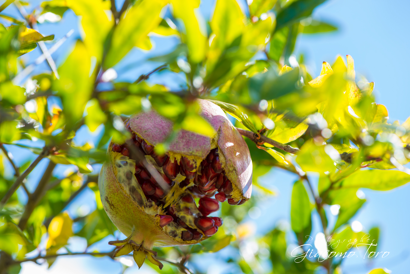 The Pomegranate