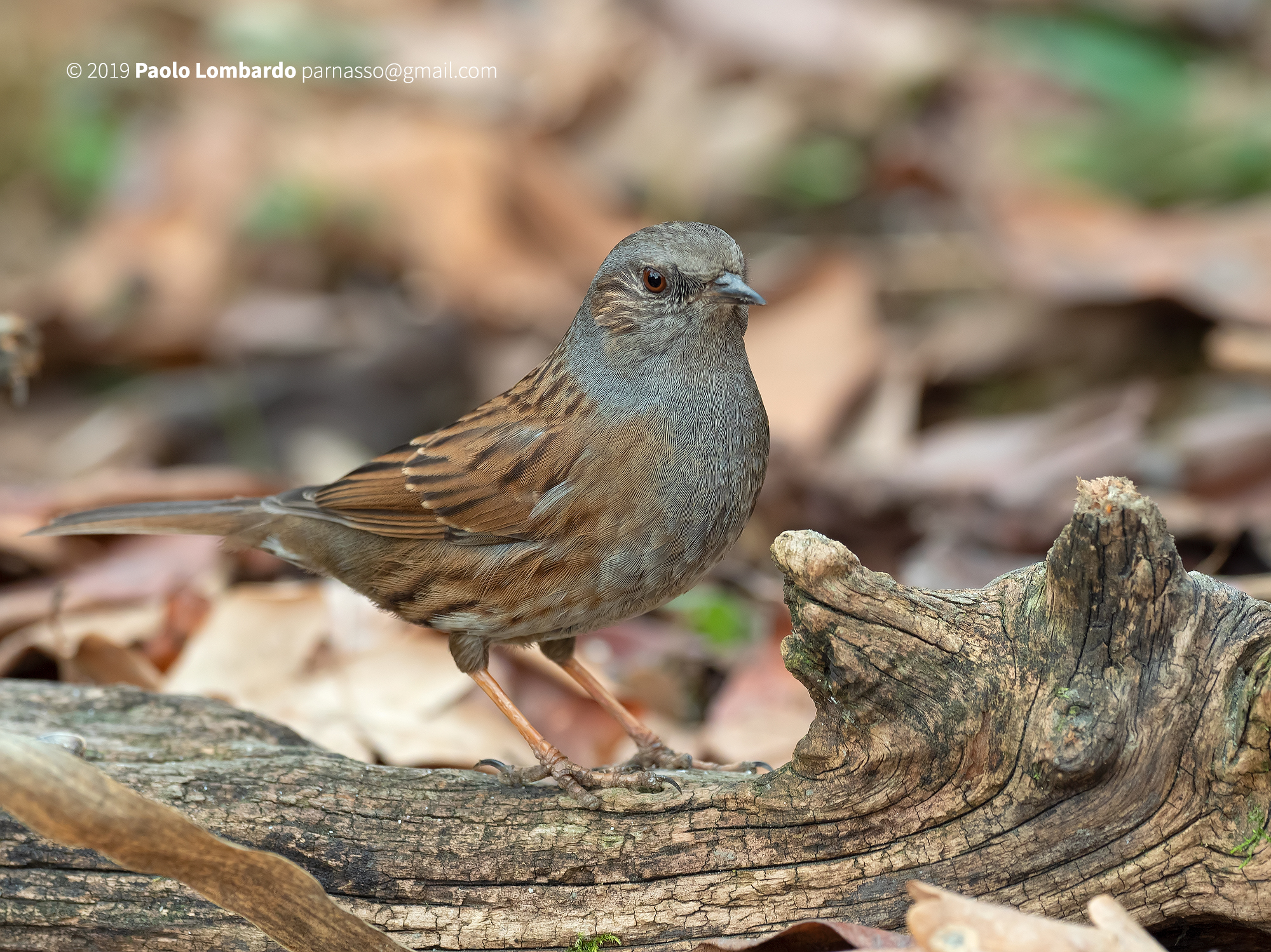Prunella modularis - Dunnock - Passera scopaiola