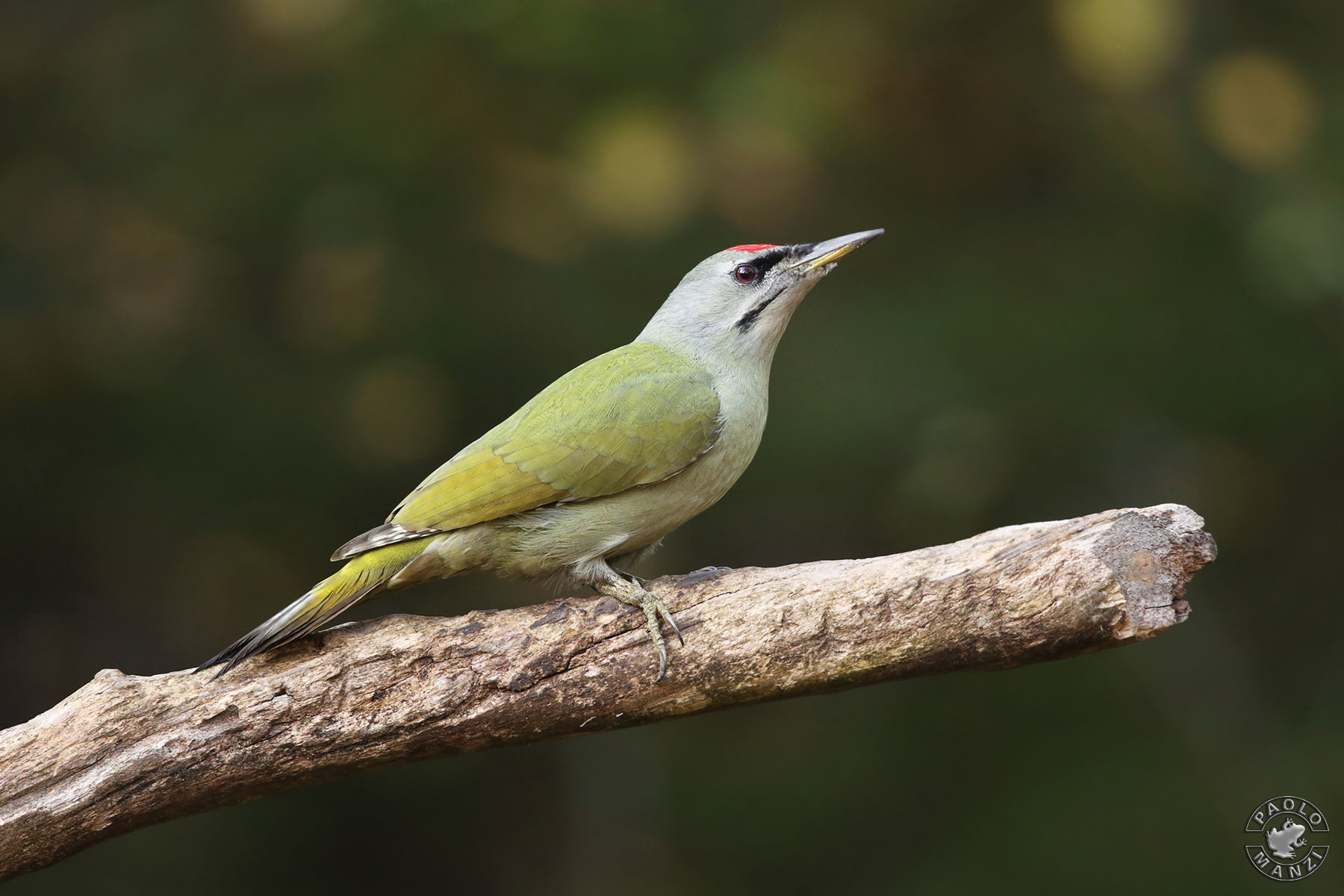 Picchio cenerino - Maschio