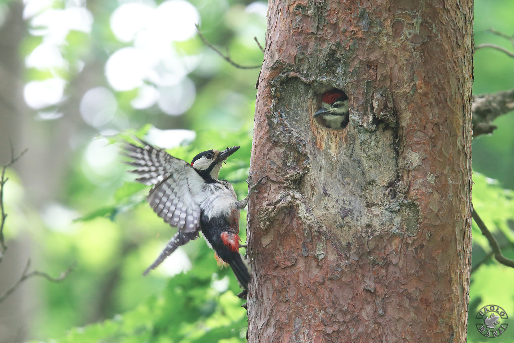 Picchio rosso maggiore