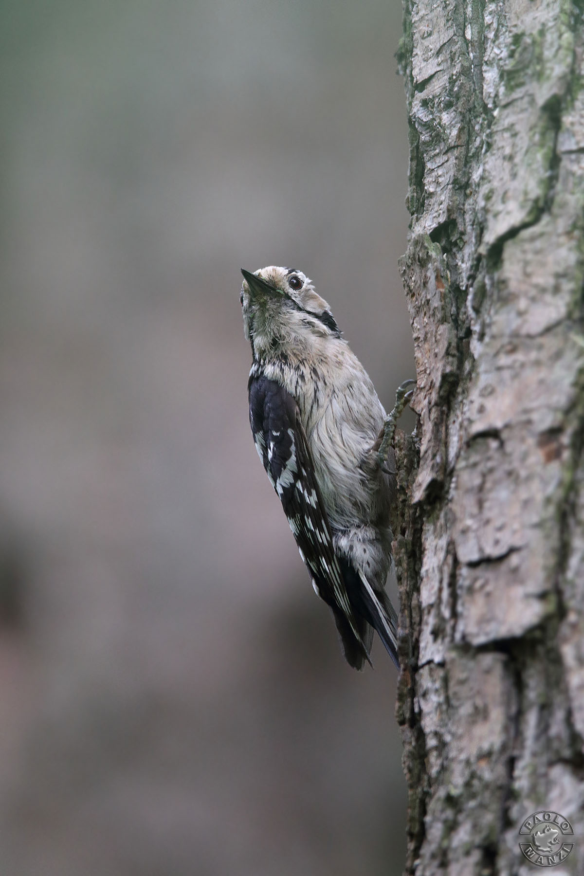 Picchio rosso minore - Maschio